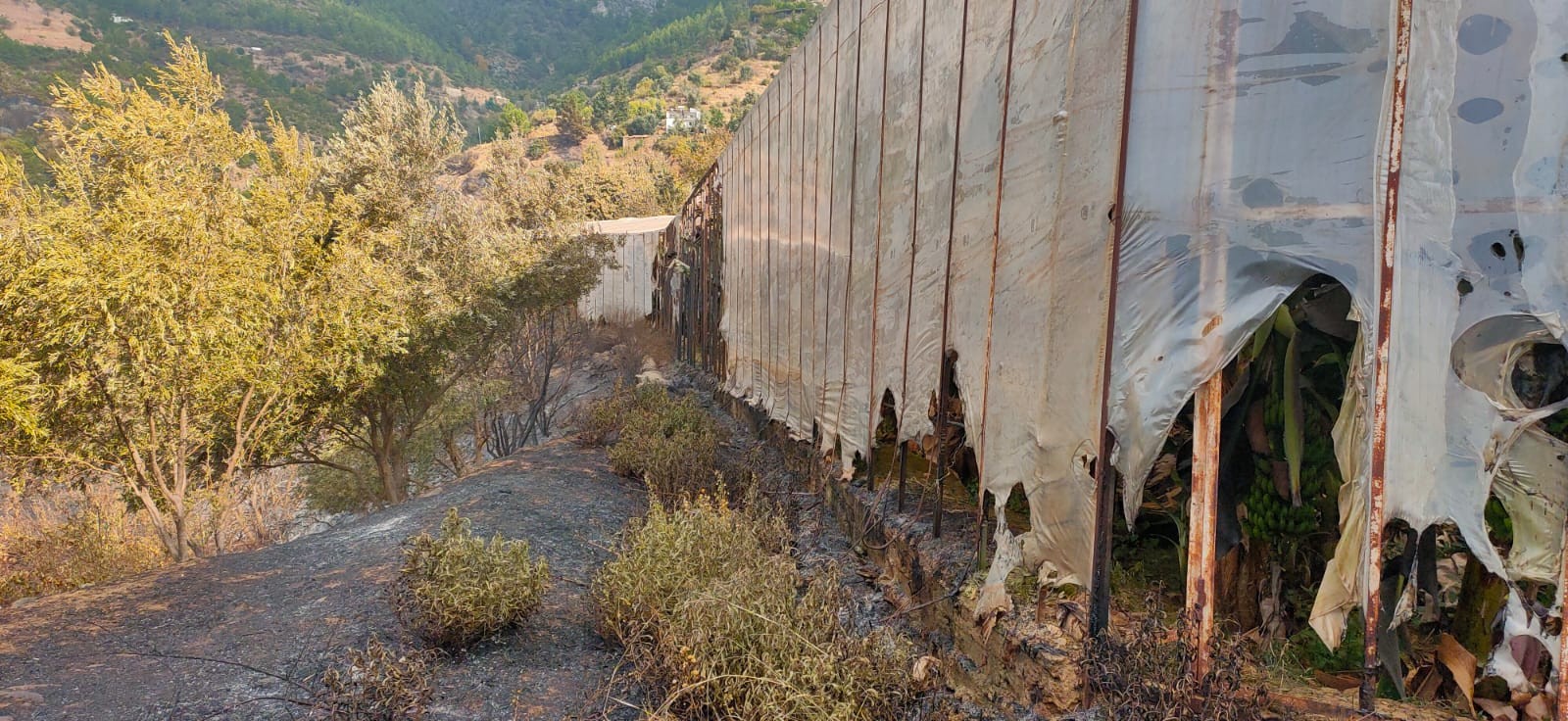 Anamur yangını üreticiyi vurdu
