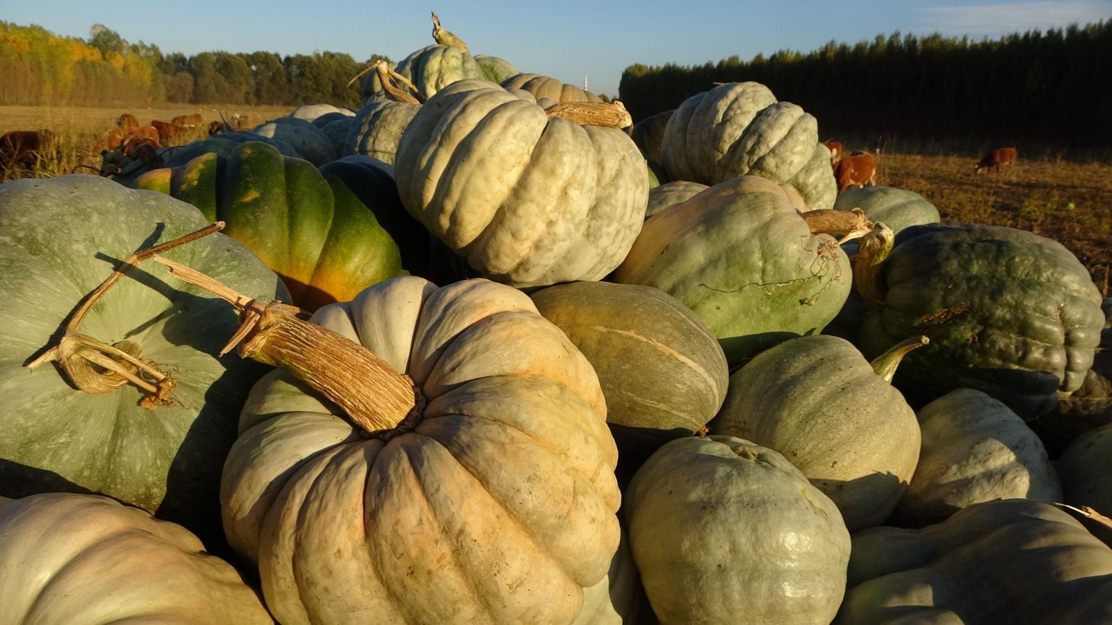 10 dönümden 25 ton ürün aldı! Çiftçinin geçim kaynağı oldu