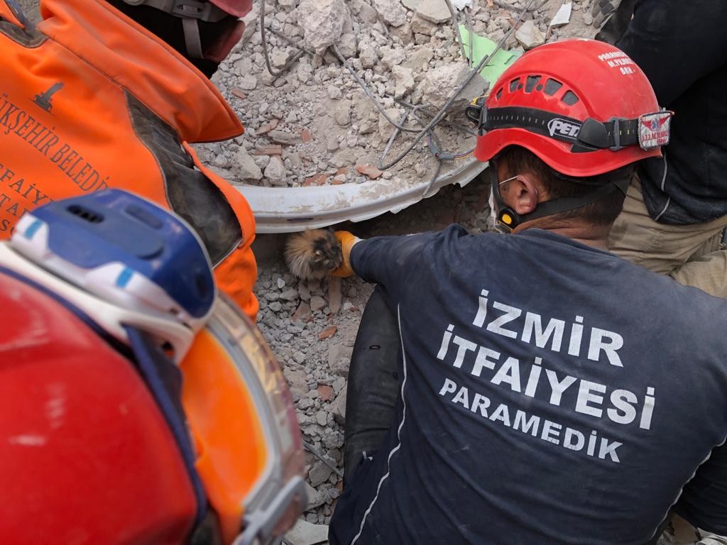 Enkazdan çıkarılan kediler tedavi altına alındı