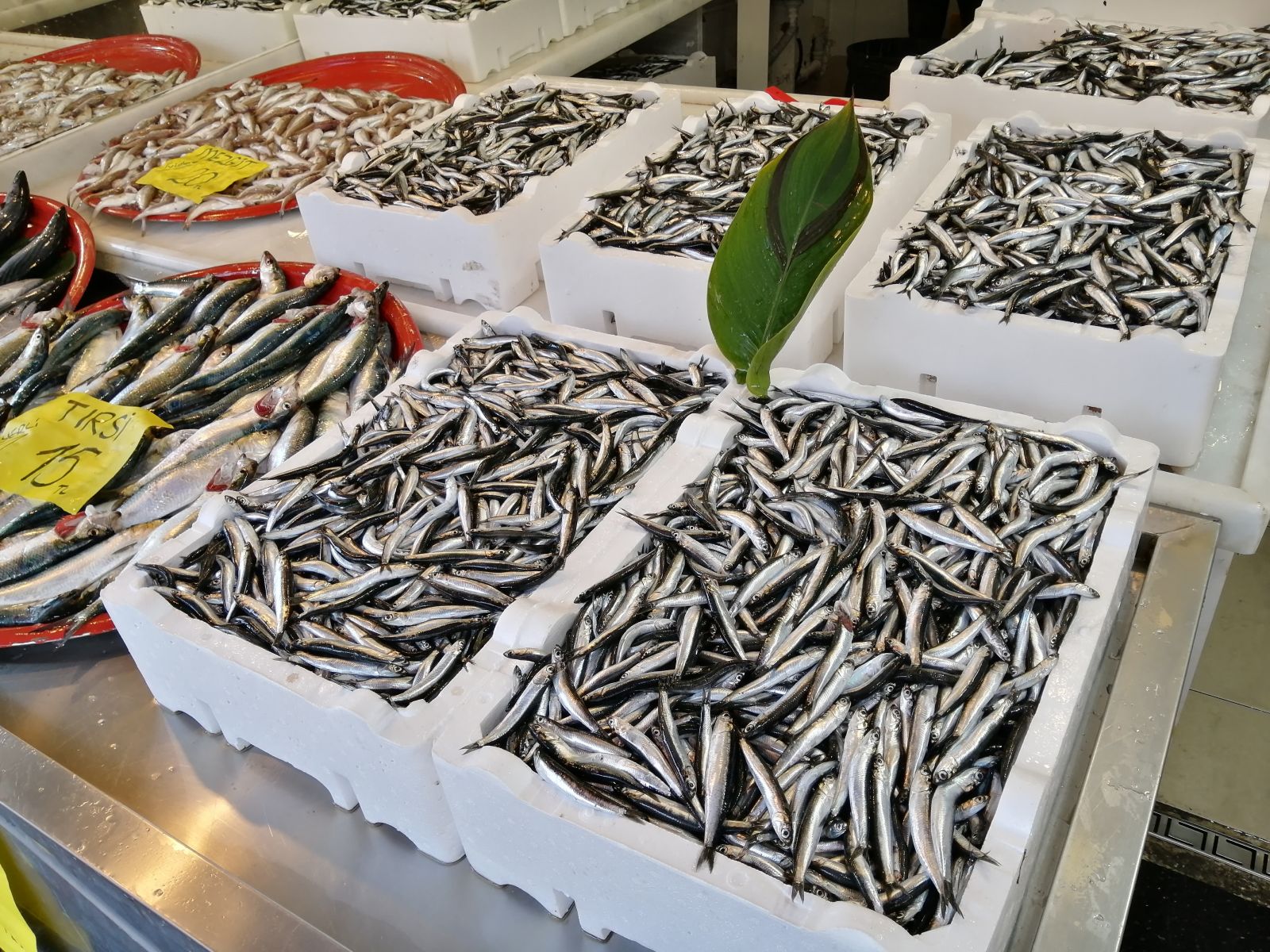 Bu hamsinin doğum yeri Rize