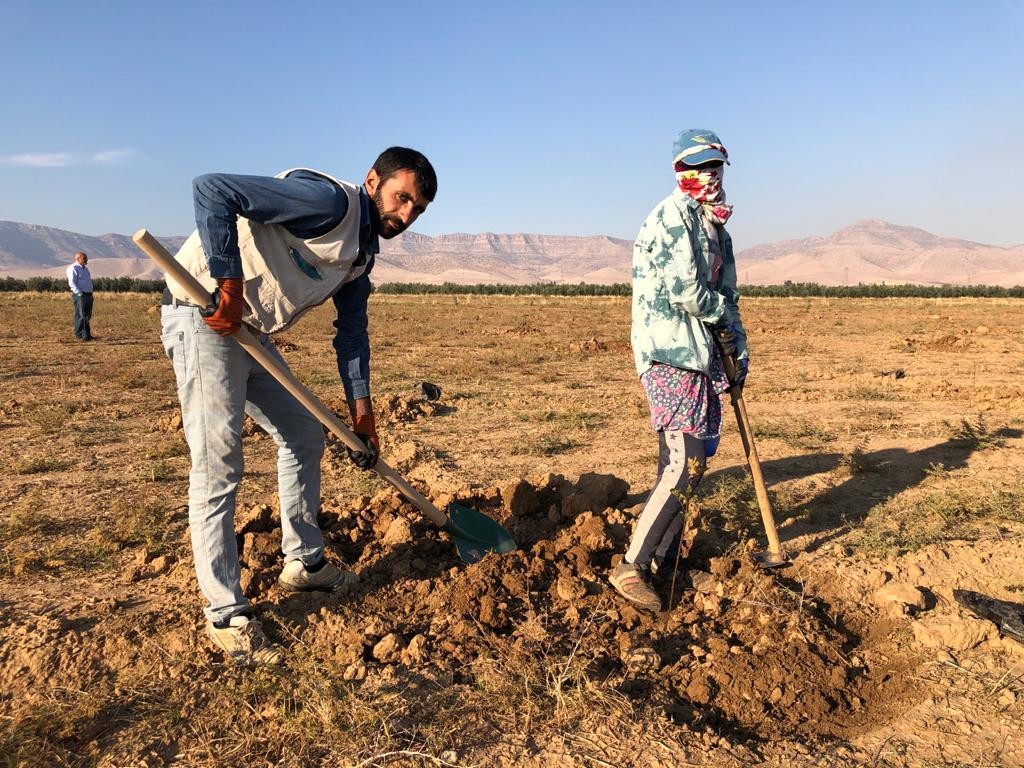 Metropolden tarlaya döndü, güneş enerjisiyle fıstık bahçesi kurdu