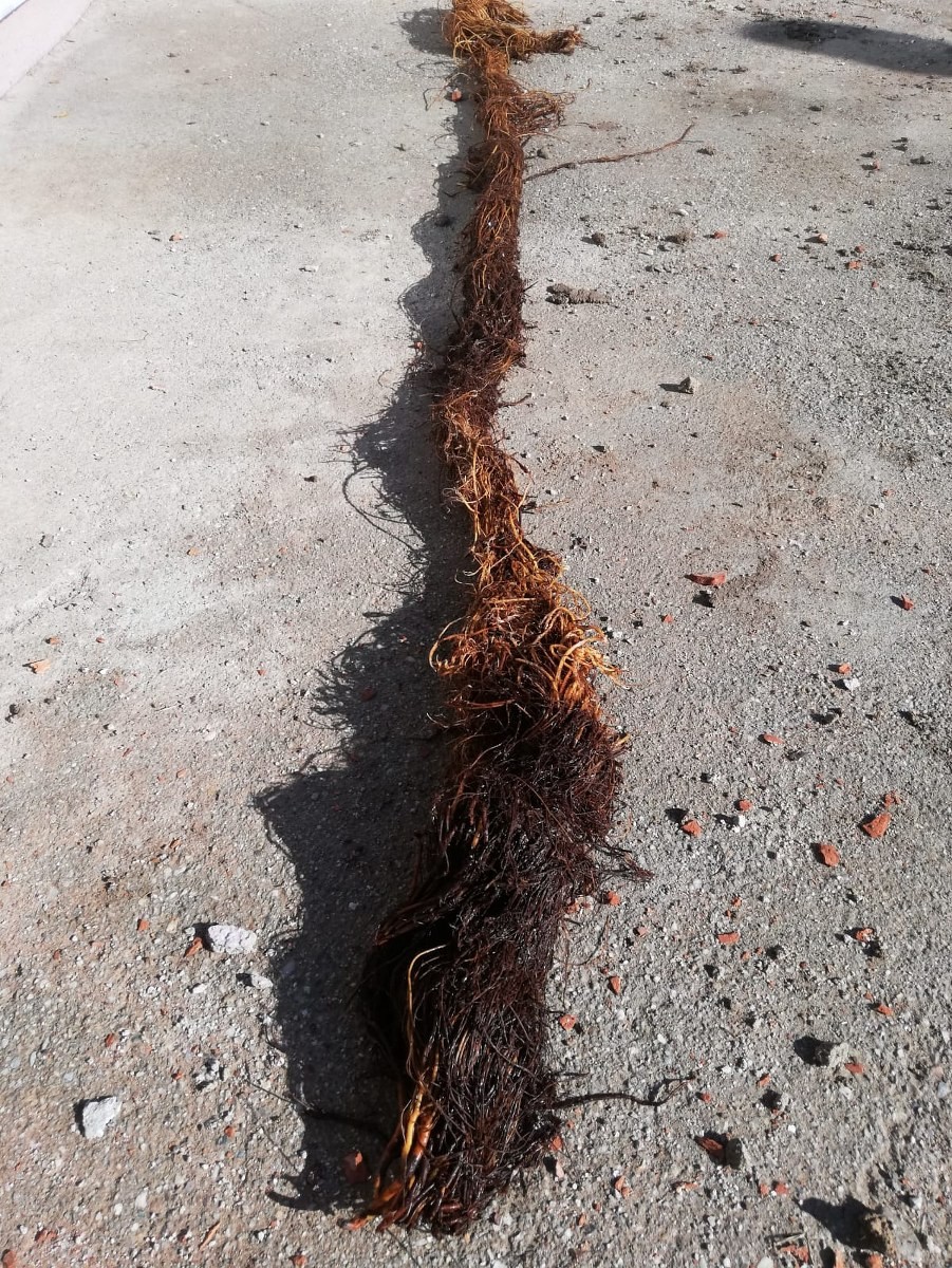 İçme suyu hattından çıktı, şaşkına çevirdi!