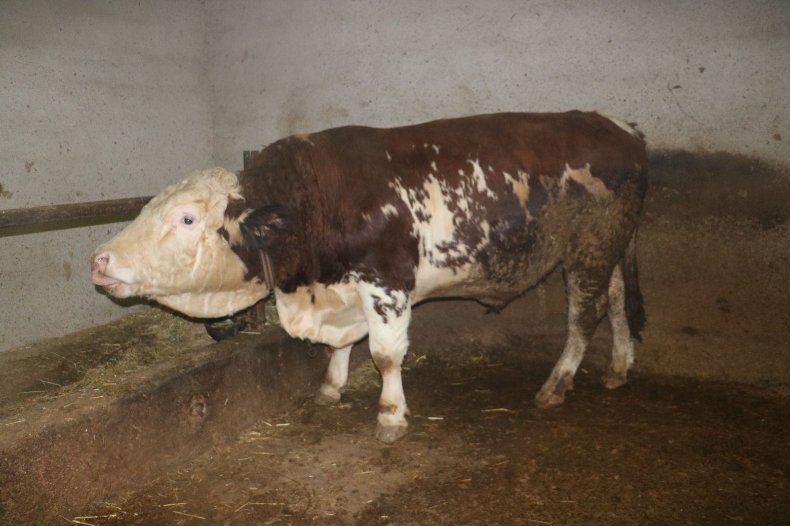 Biberonla beslendi, bu hale geldi