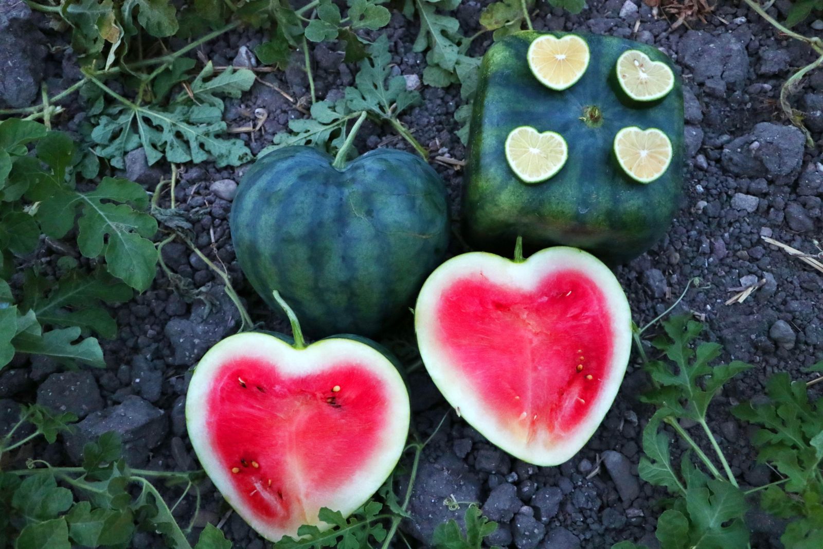 Her şekle giriyorlar! İşte 'gönül çelen' meyveler