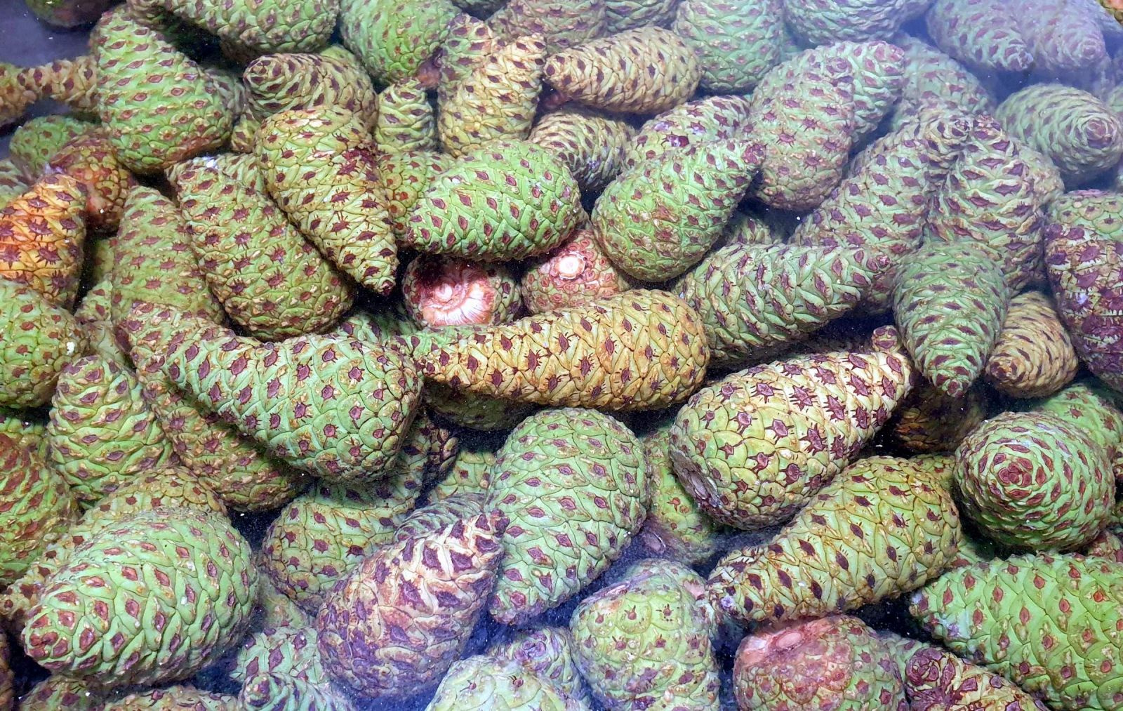 Koronavirüse karşı 'kozalak reçeli' ilgi odağı oldu