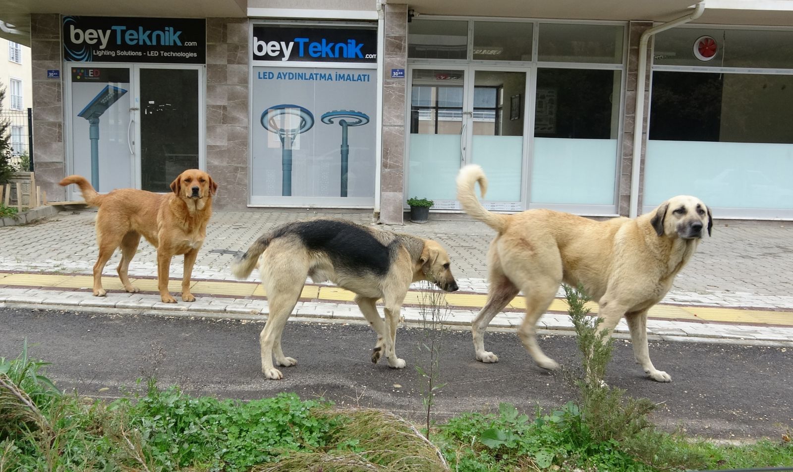 20 köpek saldırdı...1 yaşındaki bebeğe büyük şok...