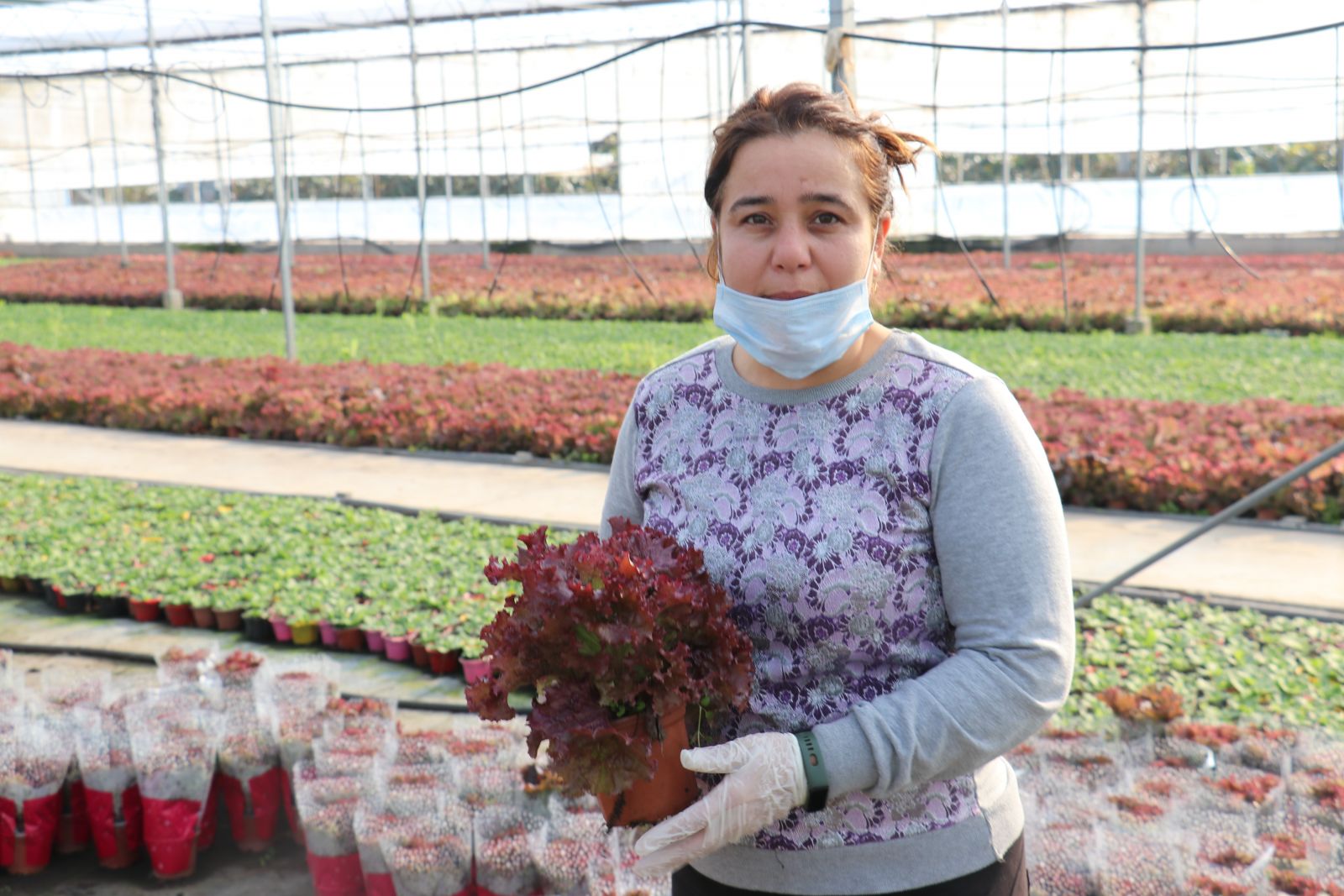 Kıvırcığı saksıda ürettiler, şimdi market zincirlerine satıyorlar!