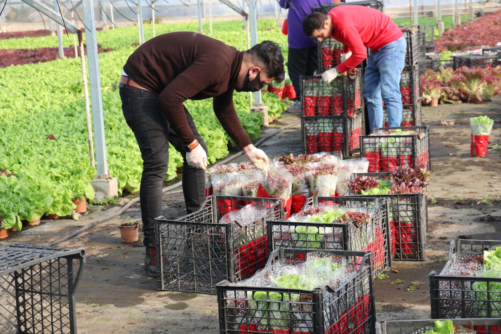 Kıvırcığı saksıda ürettiler, şimdi market zincirlerine satıyorlar!