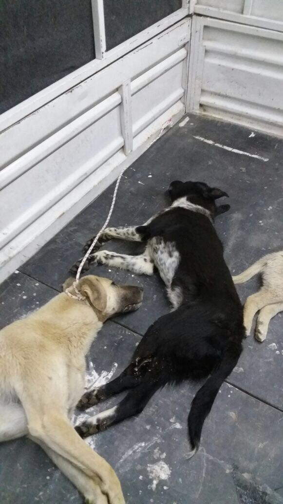 Afyonkarahisar'da yürek sızlatan görüntü