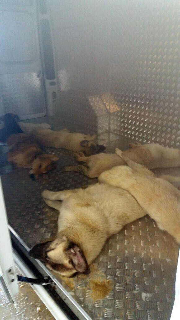 Afyonkarahisar'da yürek sızlatan görüntü