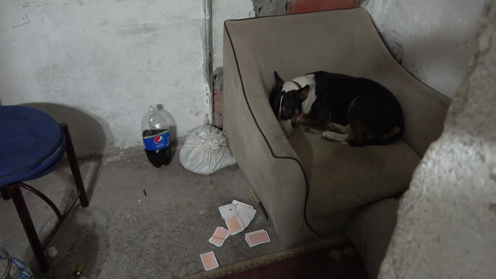 Kısıtlamada Pitbull korumalı kumarhaneye baskın