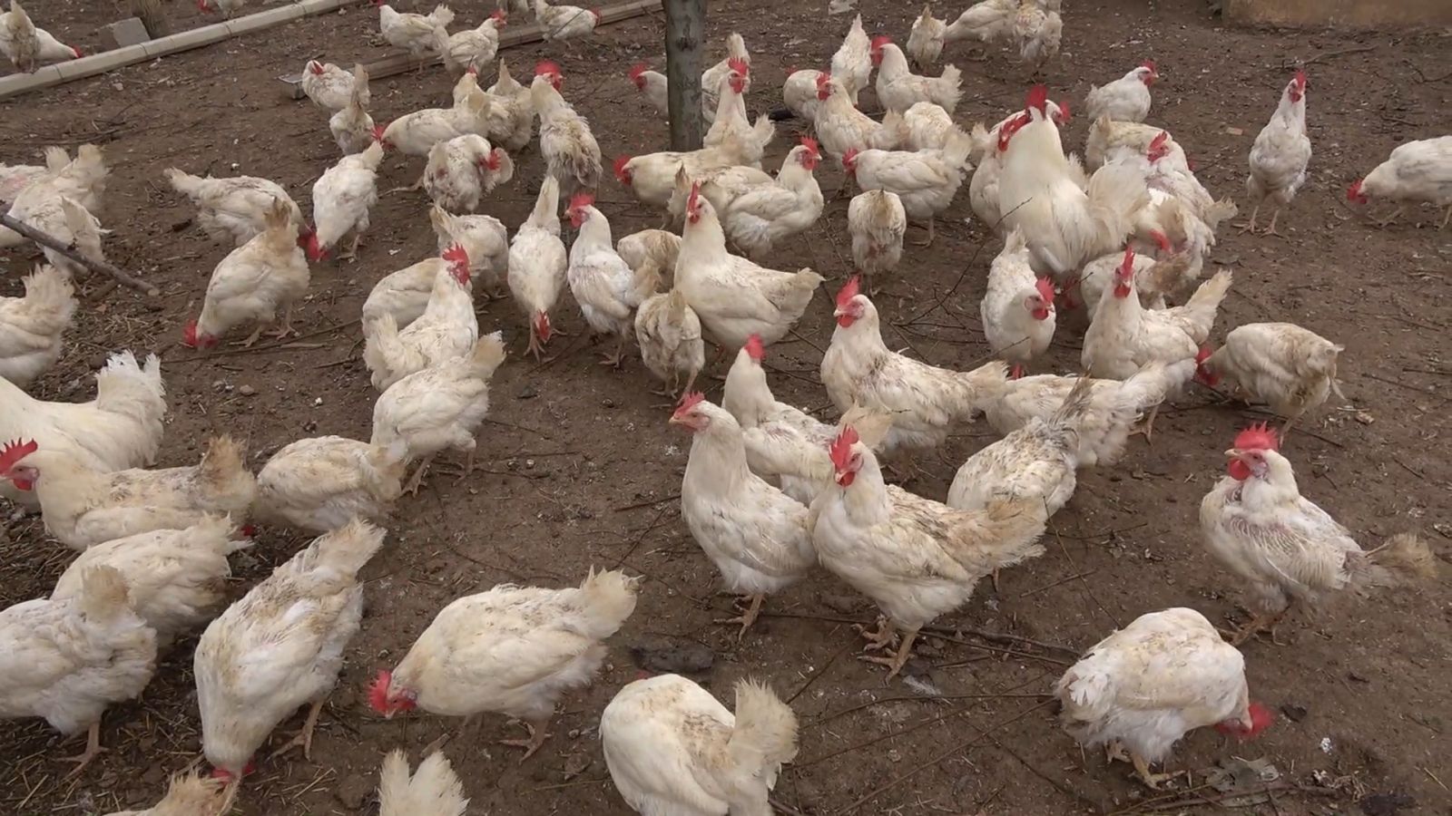 Son bir aydır kanatlı hayvanlarda 'çiçek hastalığı' yayılıyor