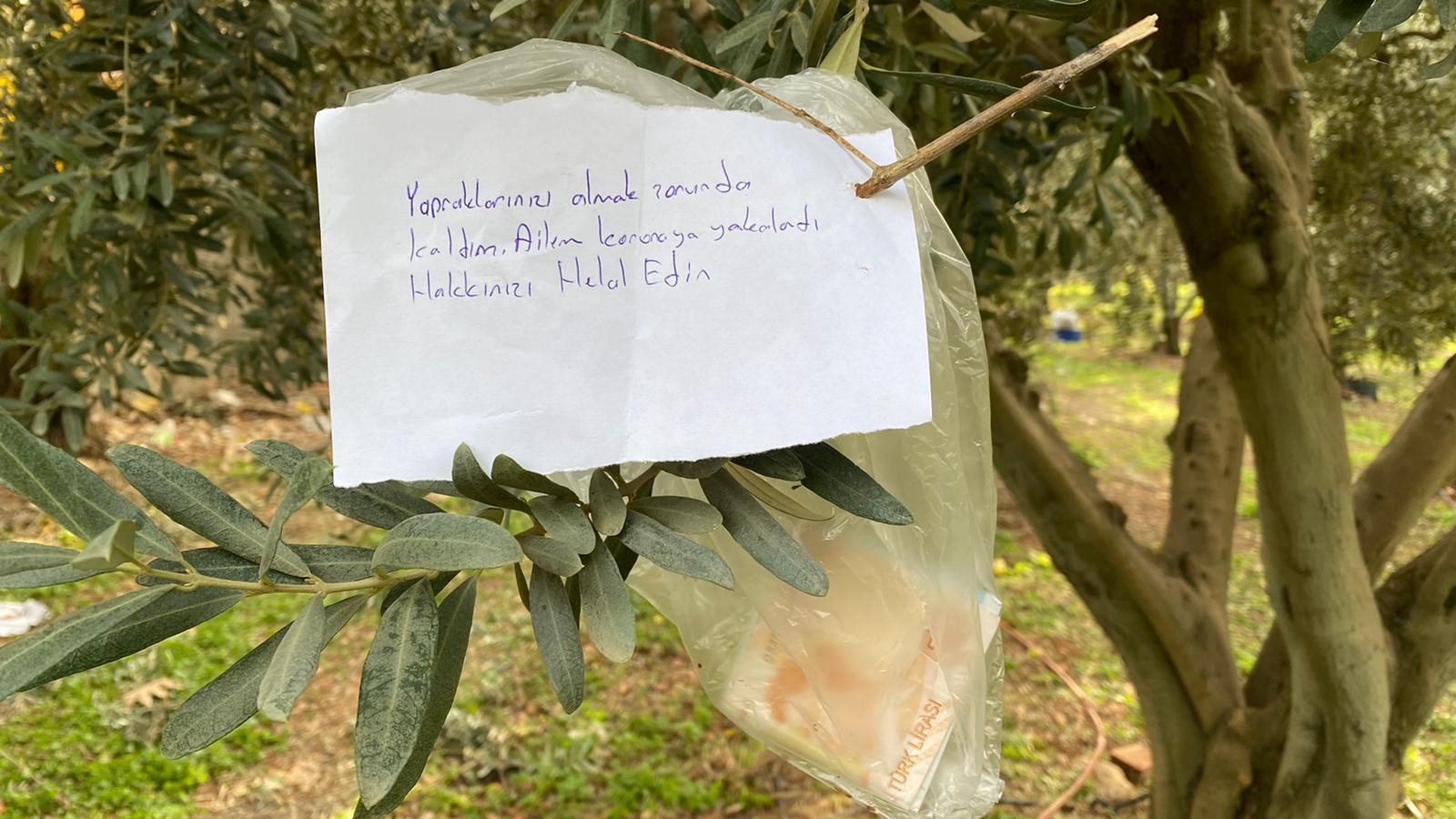 Zeytin ağacında bulunan not ve para şaşırttı
