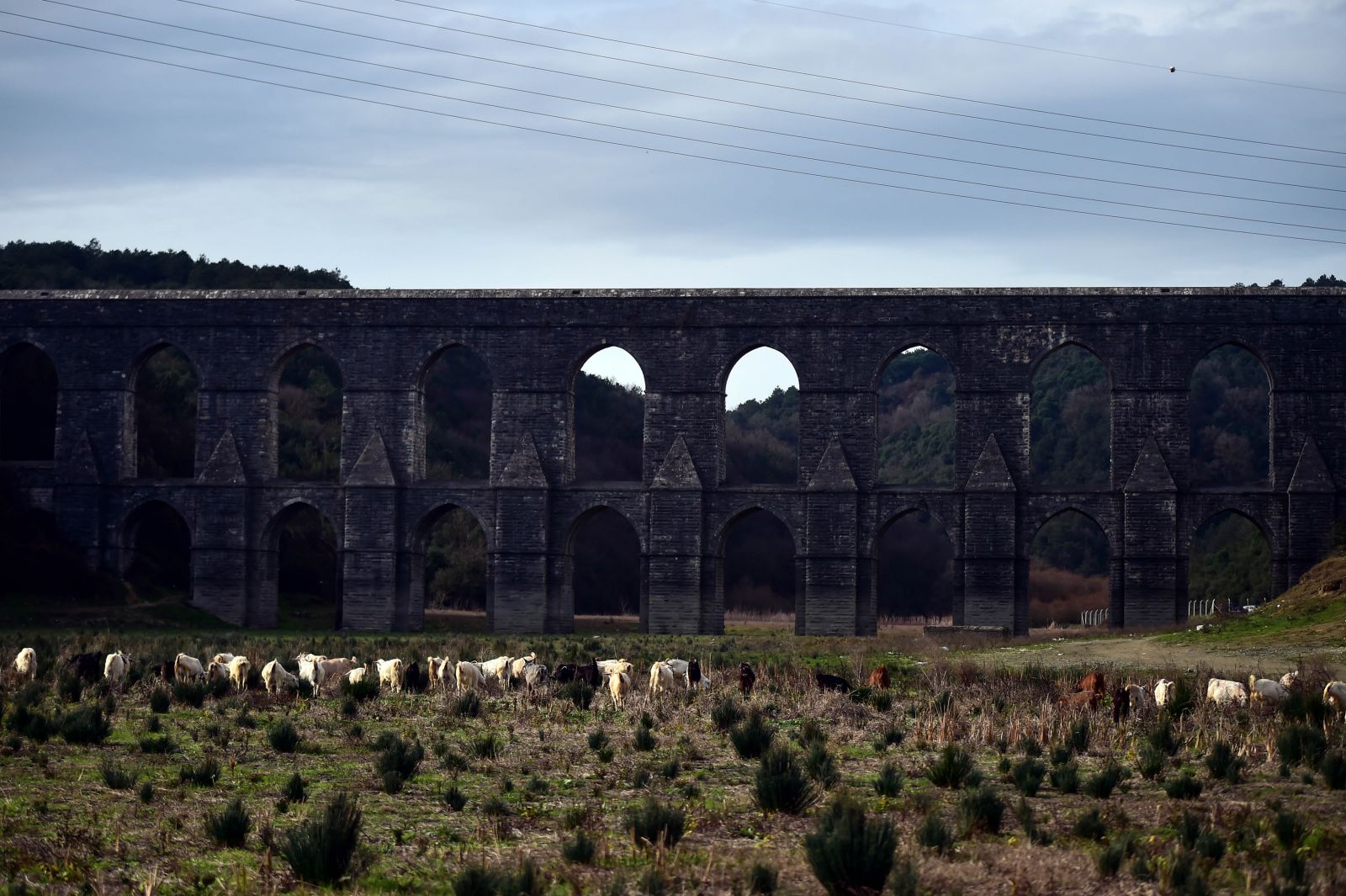 İstanbul'da balıkların yüzdüğü baraj, koyunlara kaldı