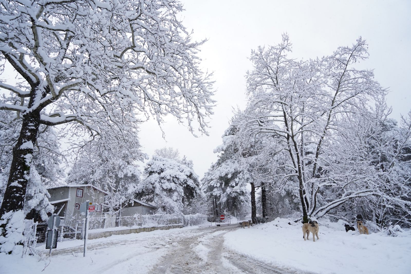 Bursa'da kar yağışı kartpostallık görüntüler oluşturdu