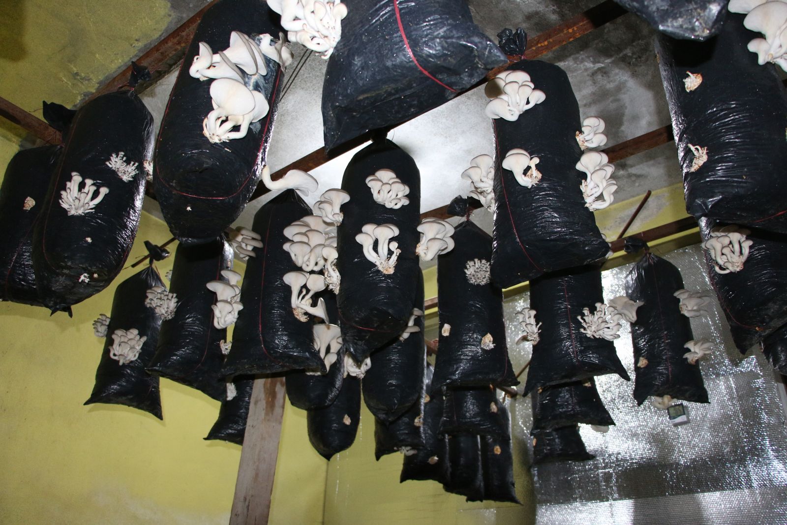 Bir torba ve bir kütük ile başladı şimdi siparişlere yetişemiyor