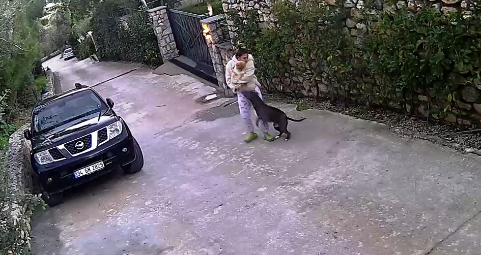 Köpeğin saldırısına uğrayarak yaralanan genç kızın annesi, köpeği ezmekle suçlandı