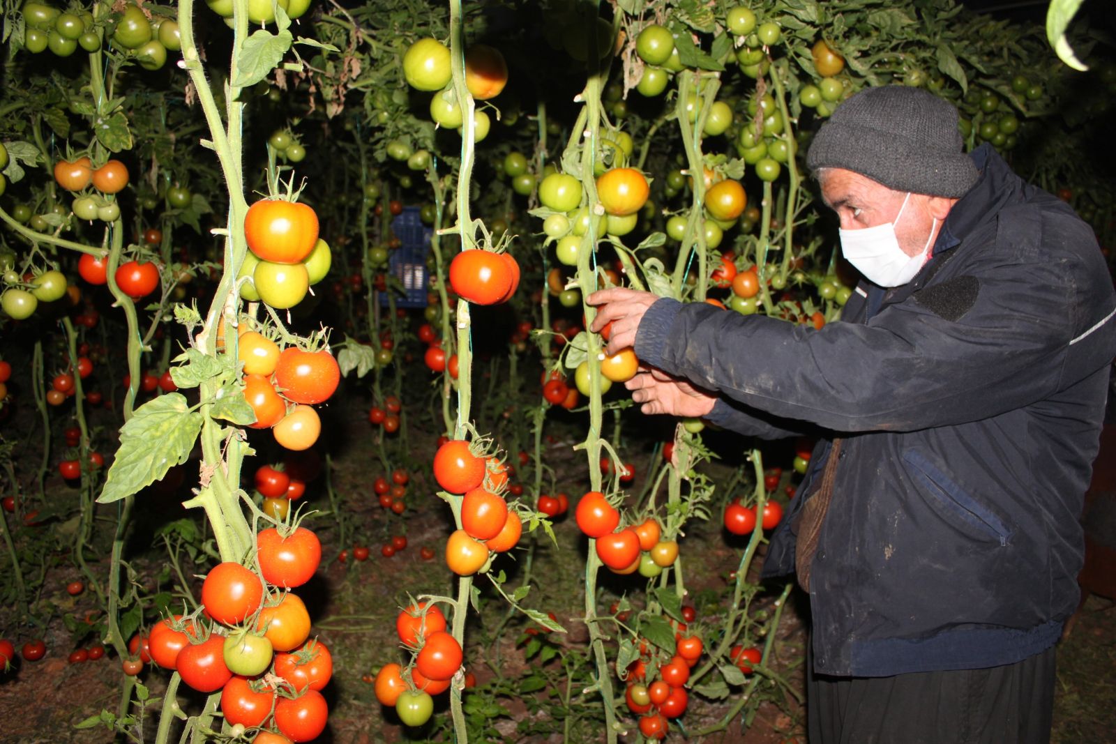 Meteoroloji uyardı, üreticiler zirai don nöbeti tuttu