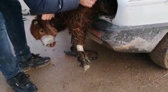 Eşeğin ağzını telle bağlayıp kar altında ölüme terk ettiler