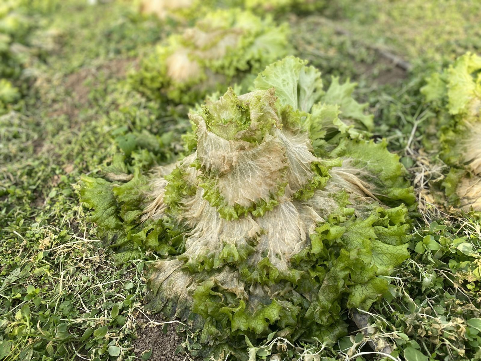 Eksi 26 dereceye dayanamayan ürünler serada dondu