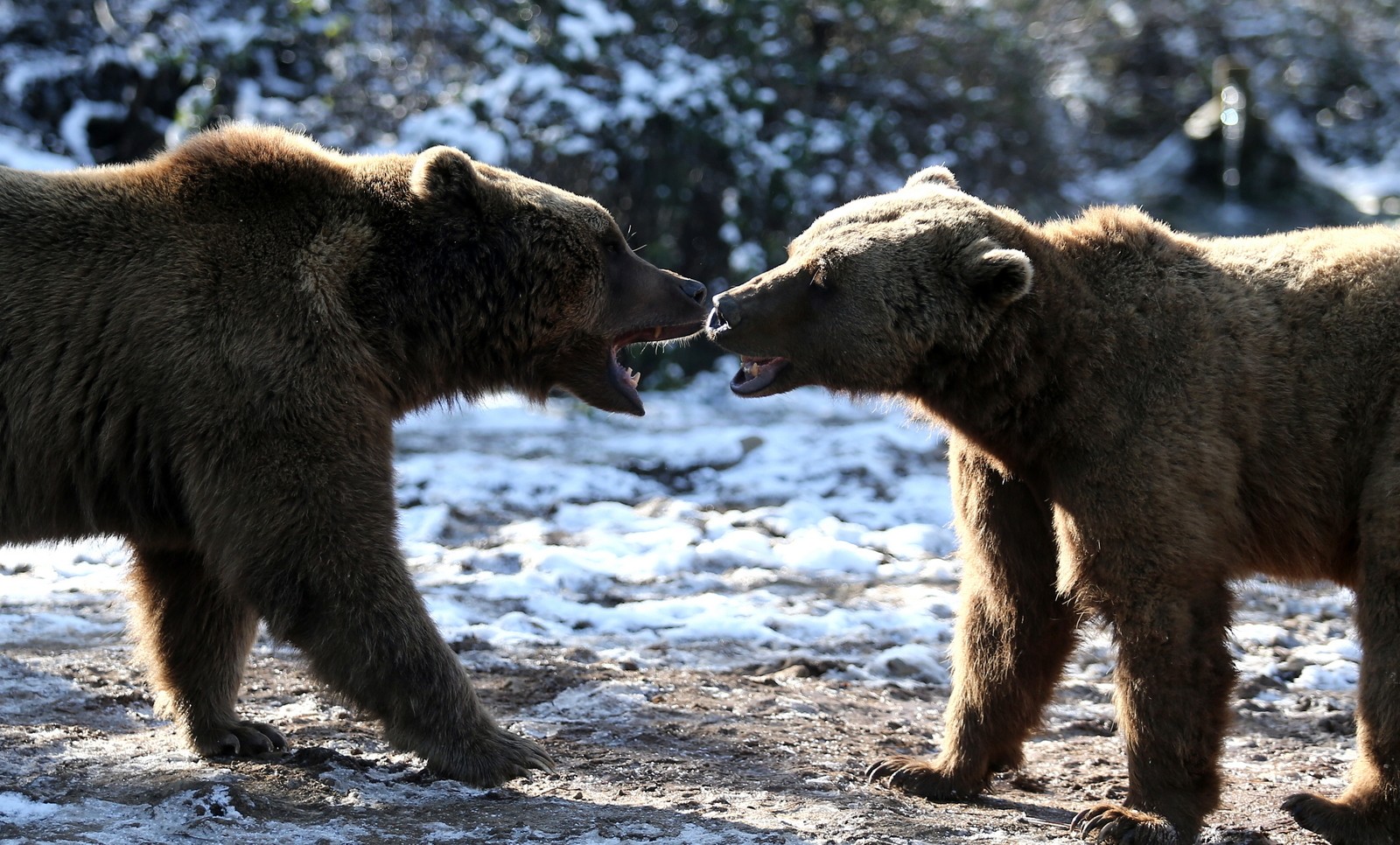 Kış geldi, ayıların yine uykusu gelmedi