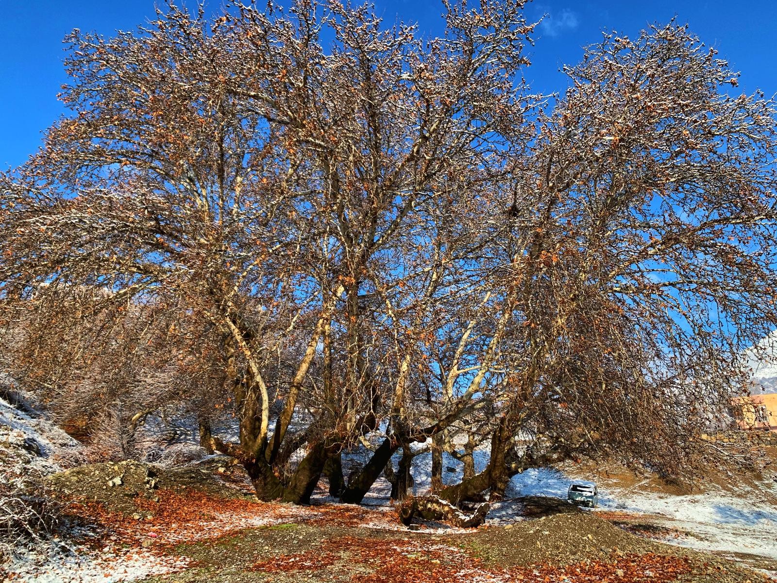 Tarihi çınar ağaçları her mevsim ayrı görsel şölen sunuyor