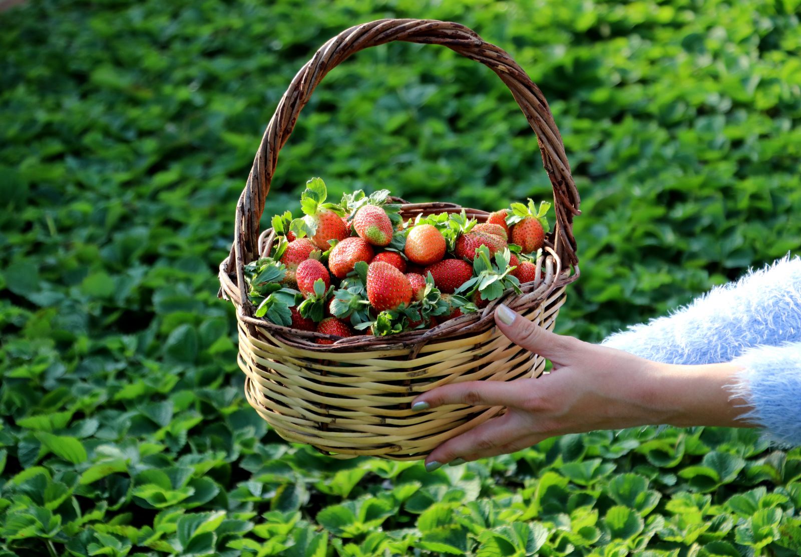 Koronavirüsün stresini burada atıyorlar