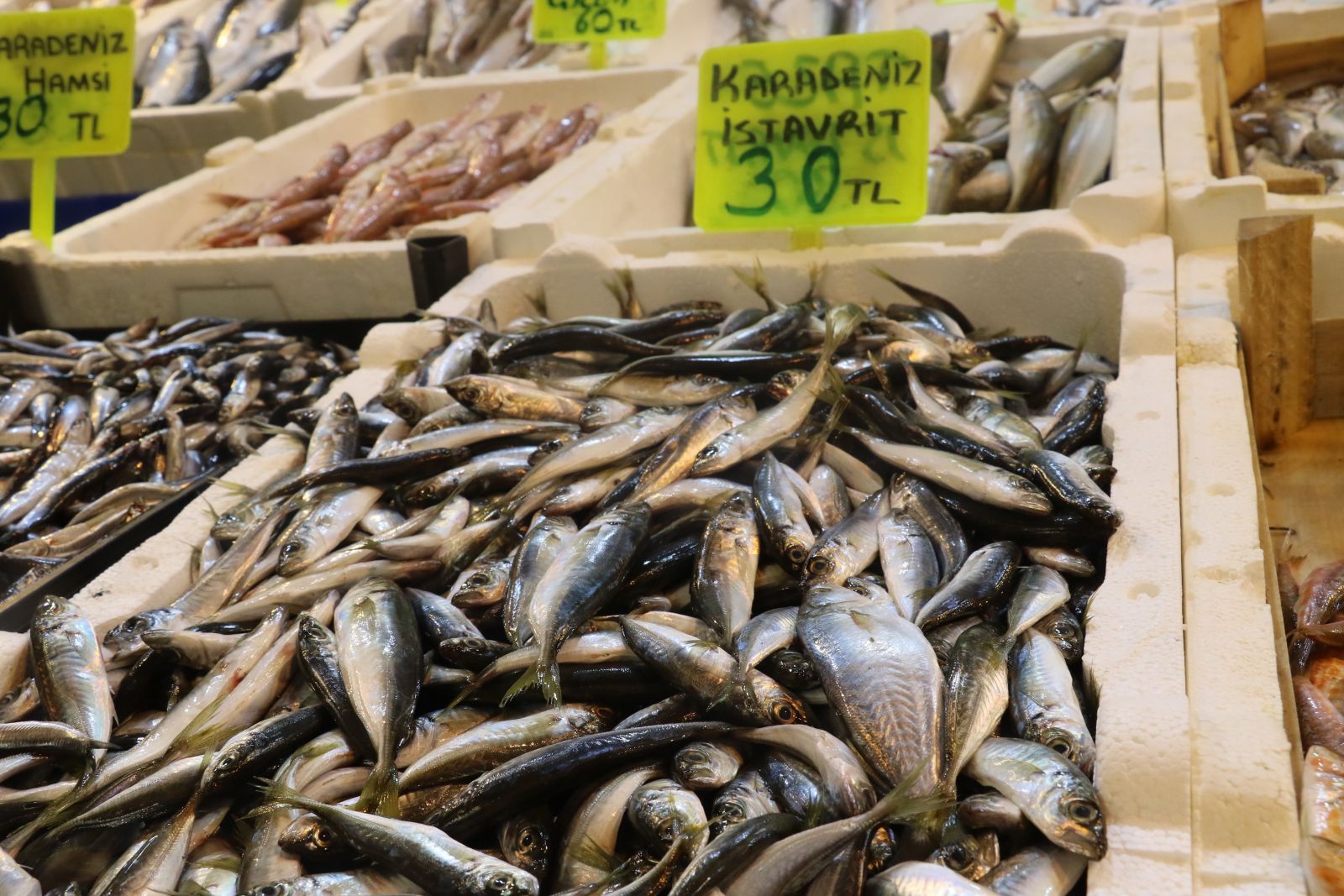 Hamsiye gelen av yasağı tüm balıkları etkiledi