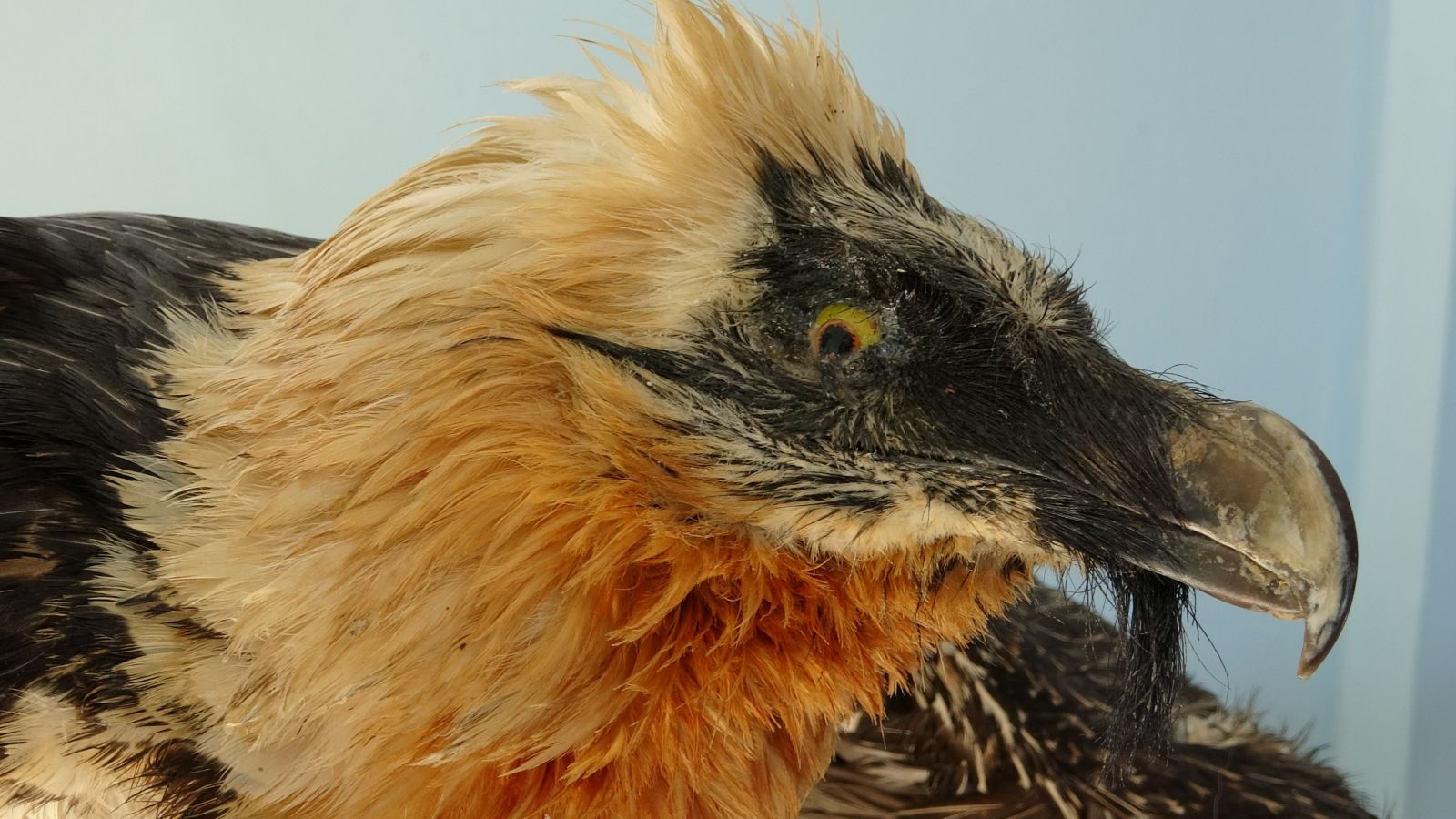 Nesli tehlikede olan yaban hayvanları tahnitle gelecek nesillere aktarılacak