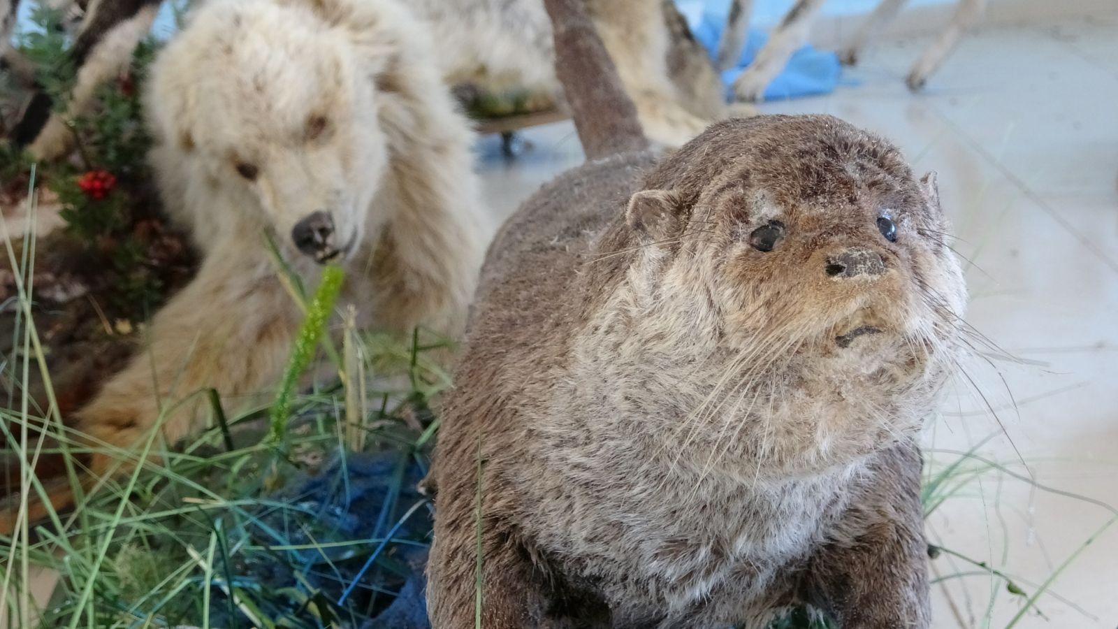 Nesli tehlikede olan yaban hayvanları tahnitle gelecek nesillere aktarılacak