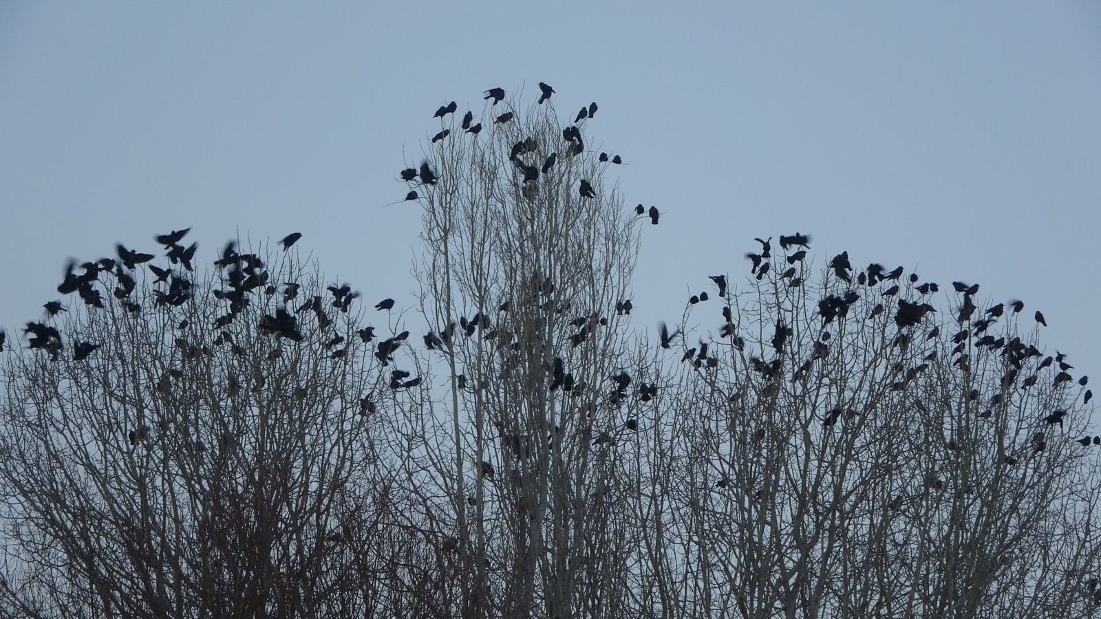 Binlerce karga 5 yıldır bu köyü terk etmiyor