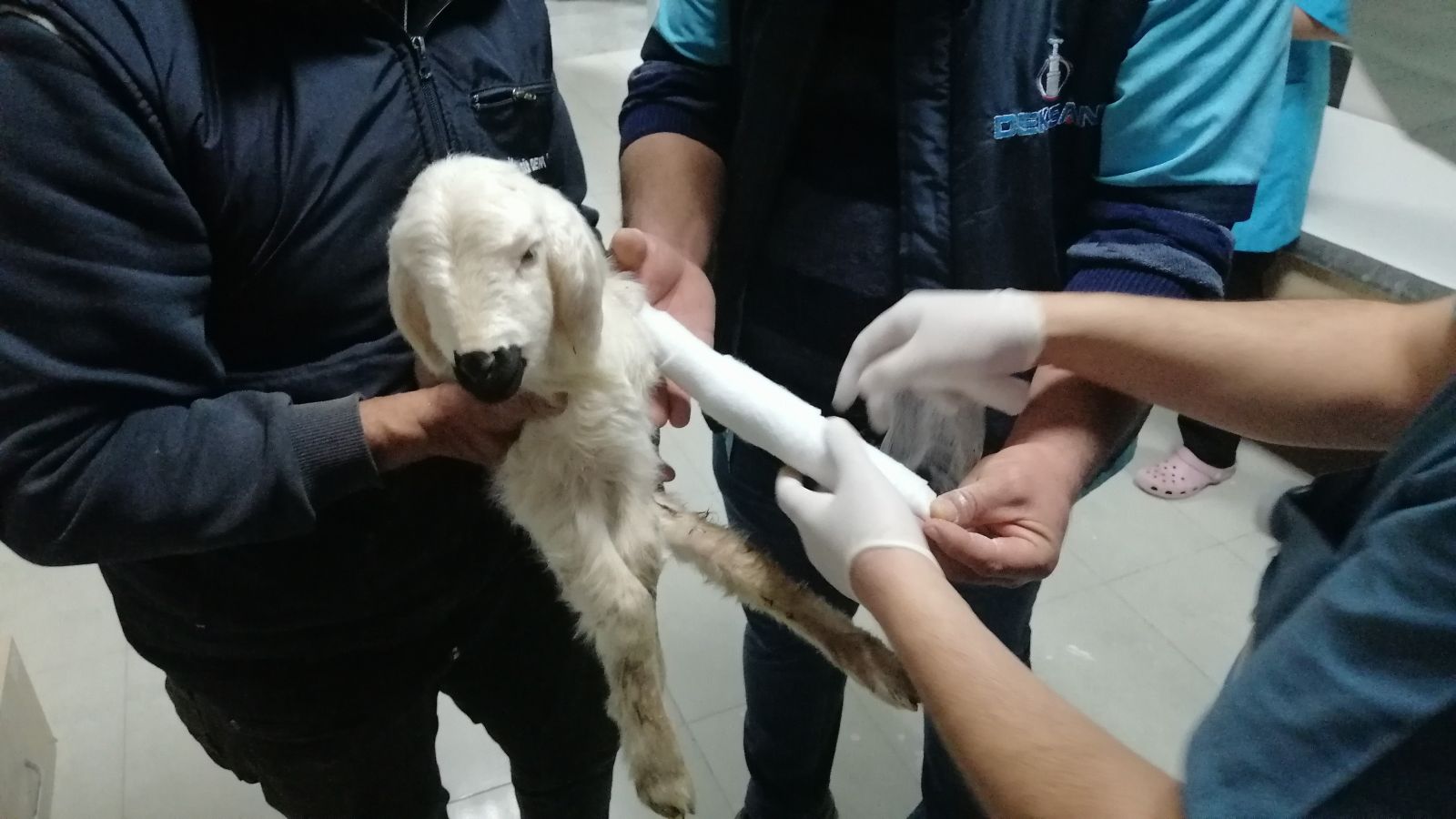 Hastane acil servisinde kuzu seferberliği