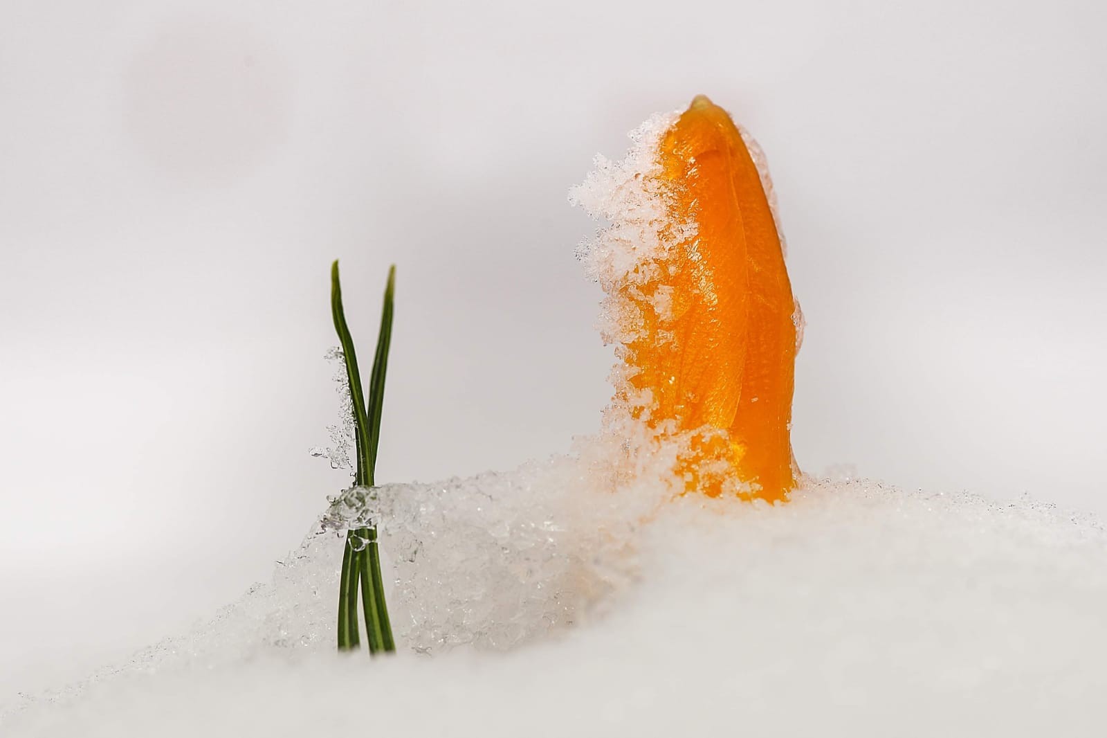 Dikkat! Bu çiçeği koparmanın cezası 80 bin liraya yükseldi