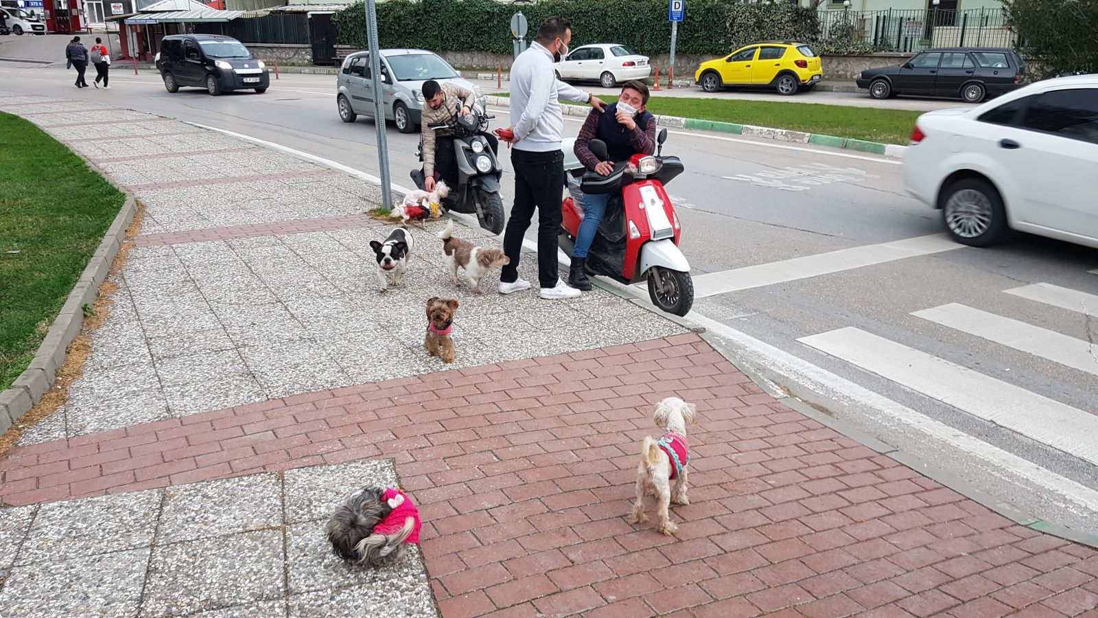 Tek komutla 7 tane köpeği karşıdan karşıya geçiriyor: Köpeklerin efendisi