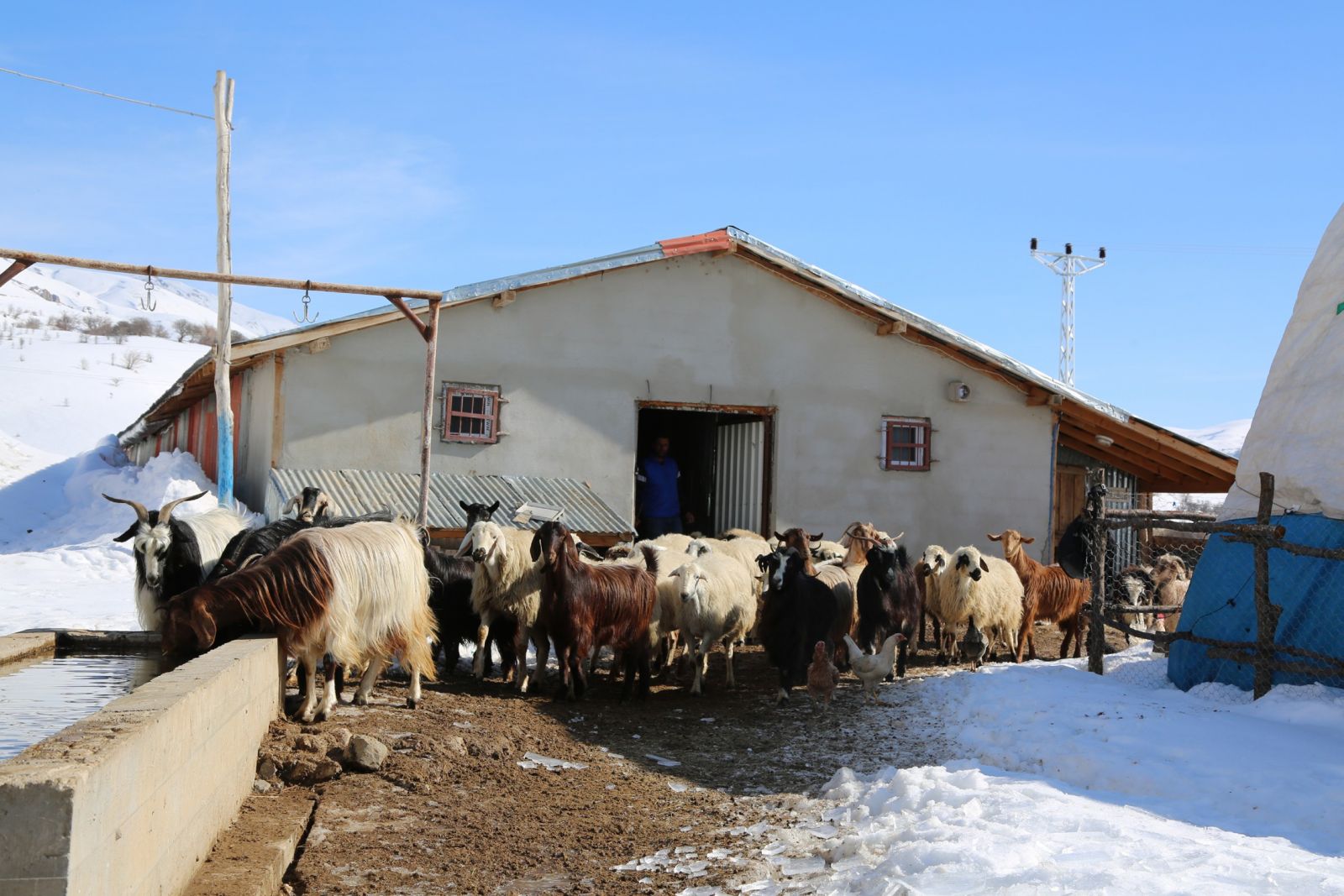 Şehir hayatı sıkıcı geldi, köye yerleşip hayvancılık yapmaya başladı