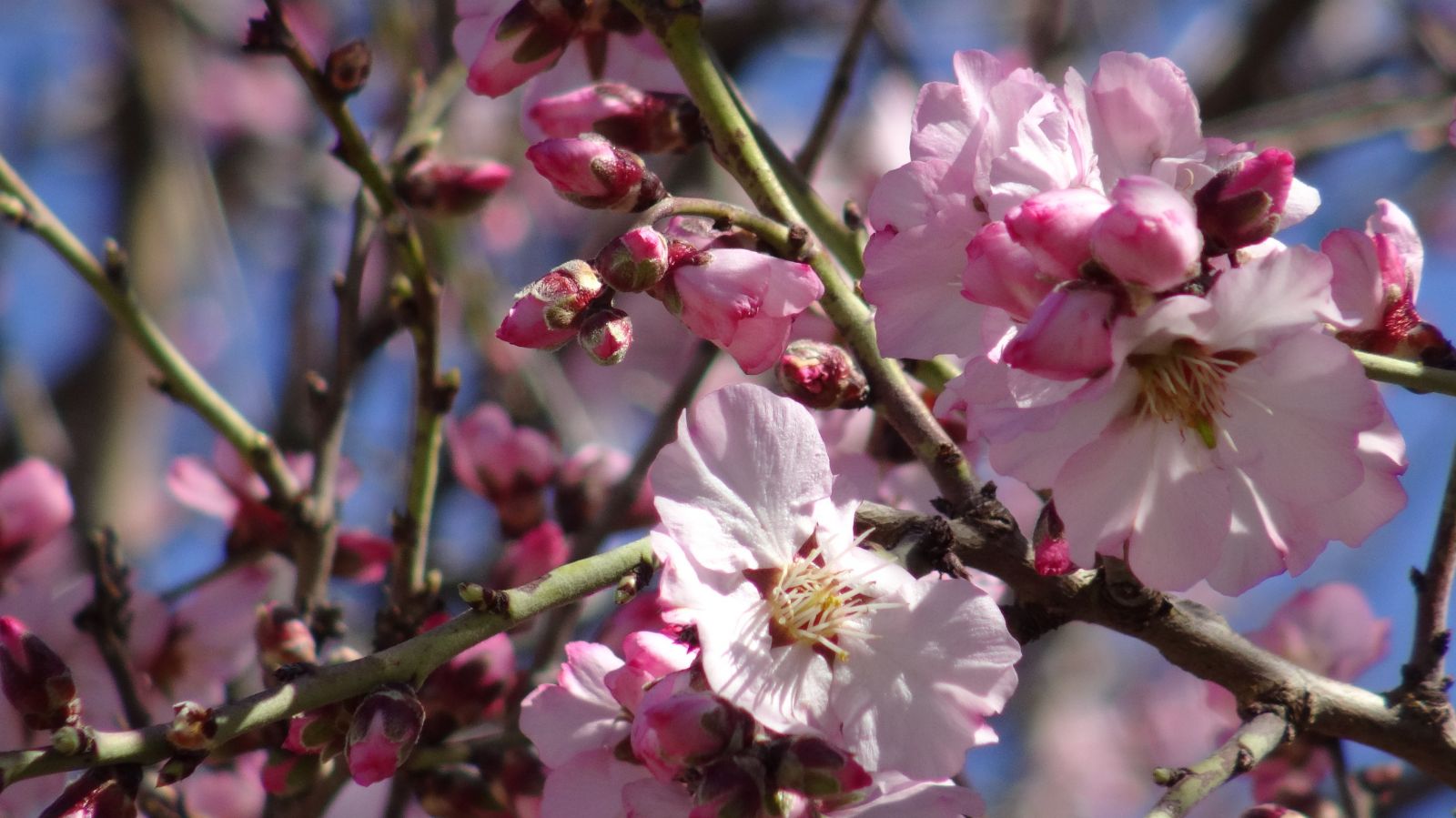 İklim değişikliğinin en büyük örneği Batman'da gerçekleşti: Badem ağaçları kış ortasında çiçek açtı