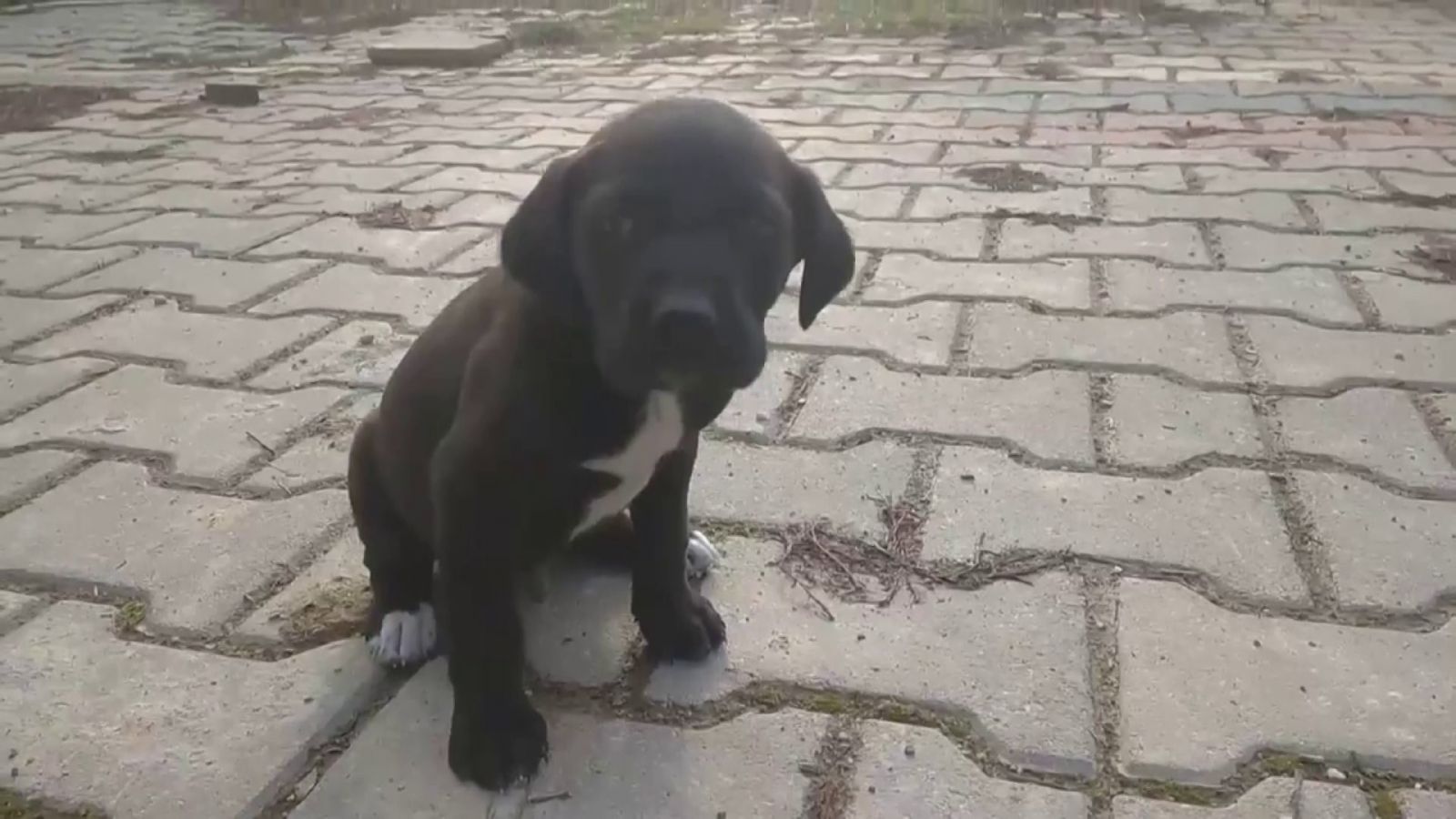 Donmak üzere olan yavru köpeğin yardımına polis yetişti