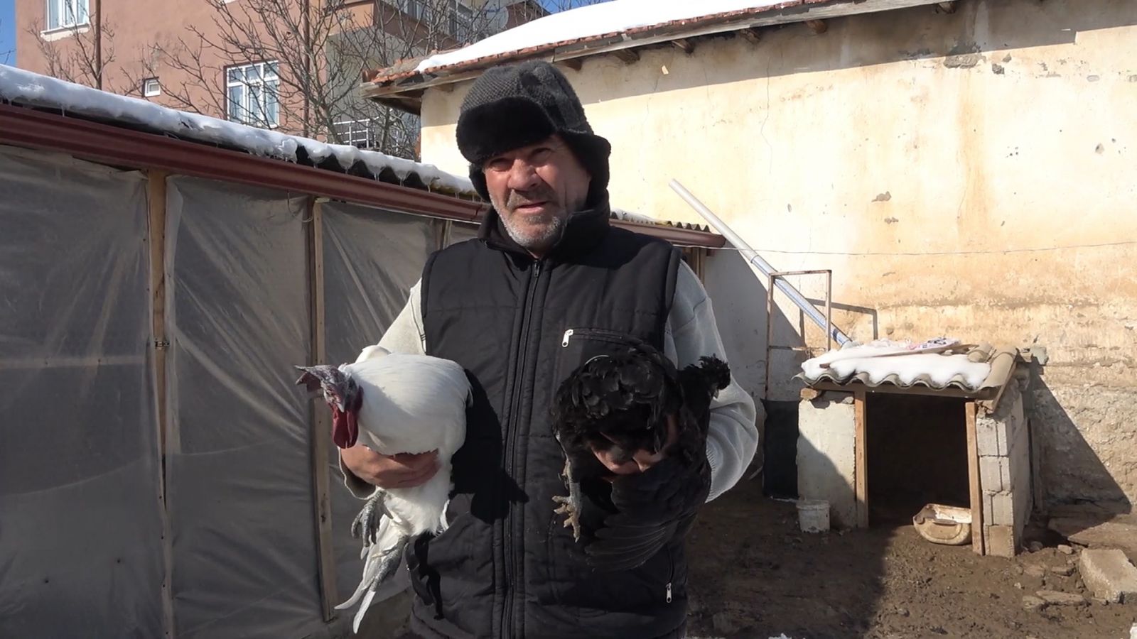 'Ayam Cemani' cinsi horoz ve tavuk görenleri şaşırtıyor: İç organları dahi kömür karası