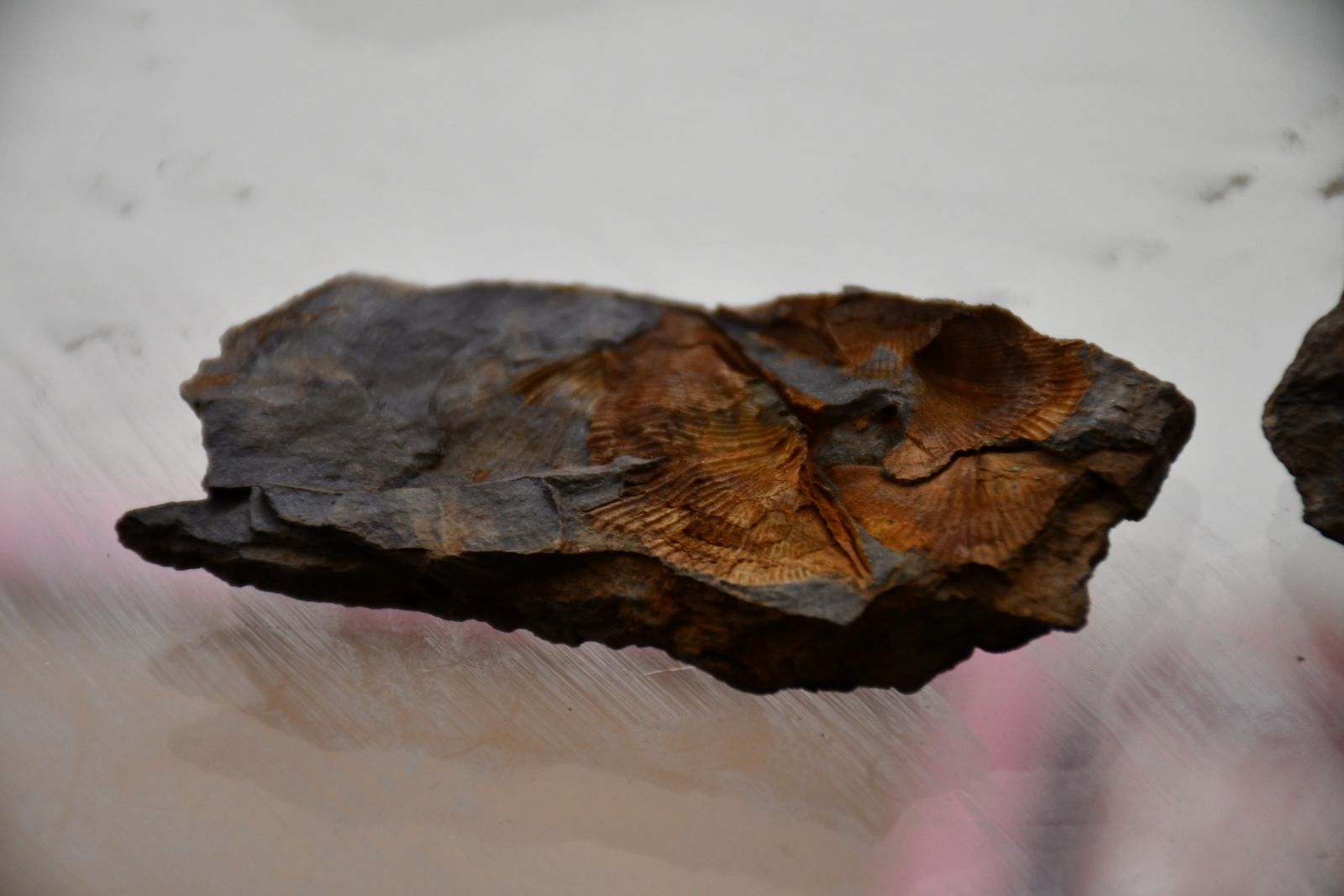 Şırnak dağlarında midye fosili bulundu