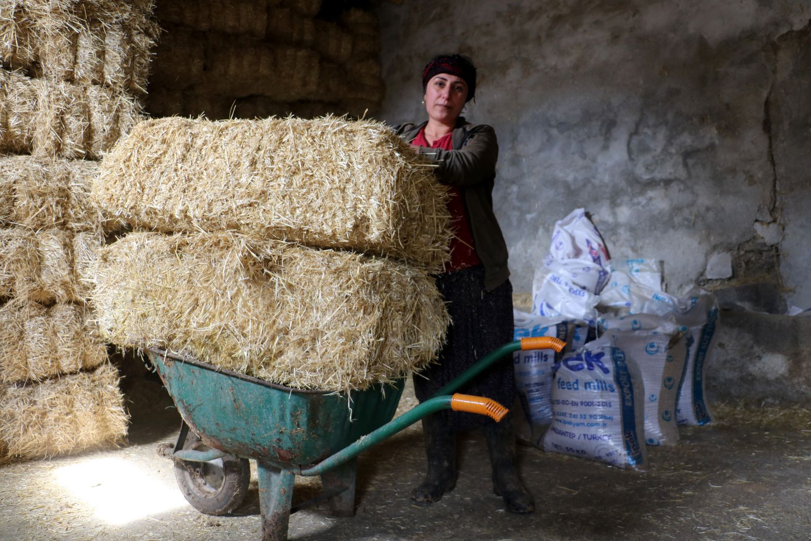 Aldığı iki inek geçim kapısına dönüştü