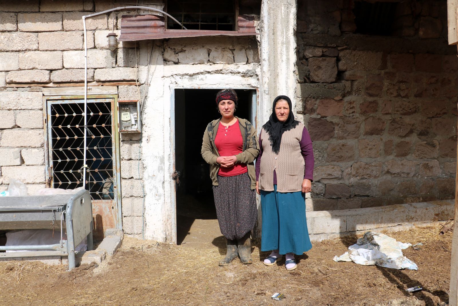 Aldığı iki inek geçim kapısına dönüştü