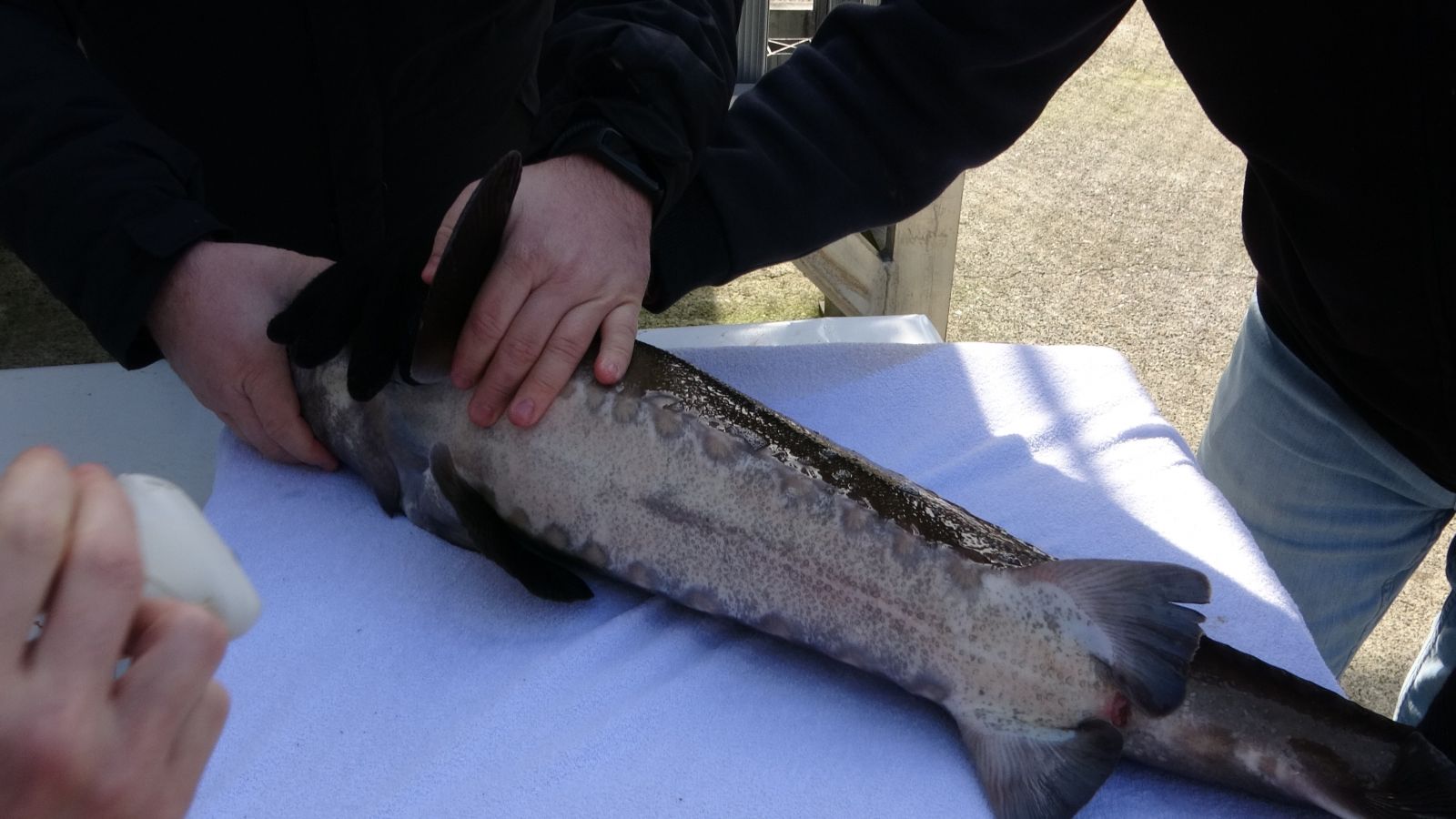 250 milyon yıllık geçmişi olan Mersin Balığı'nın 3 türü tükendi, kalan 3 türü ise kırmızı listede 250 milyon yıllık geçmişi olan Mersin Balığı'nın 3 türü tükendi, kalan 3 türü ise kırmızı listede
