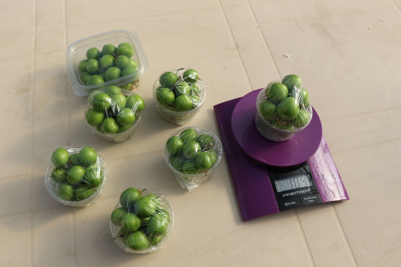 İlk hasatta kilosu bin liradan satılan eriğin fiyatı 250 liraya düştü