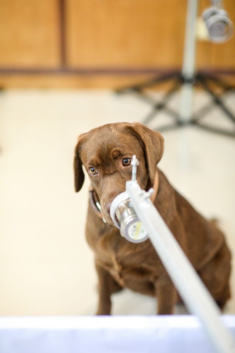 Taylandlı bilim insanları 6 köpeği Covid-19 testi için eğitti