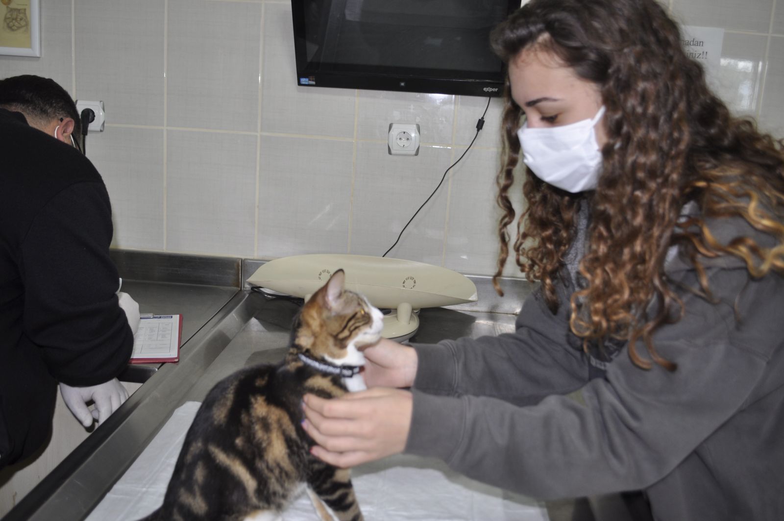 Türkiye'deki down sendromlu üçüncü kedi: Pide