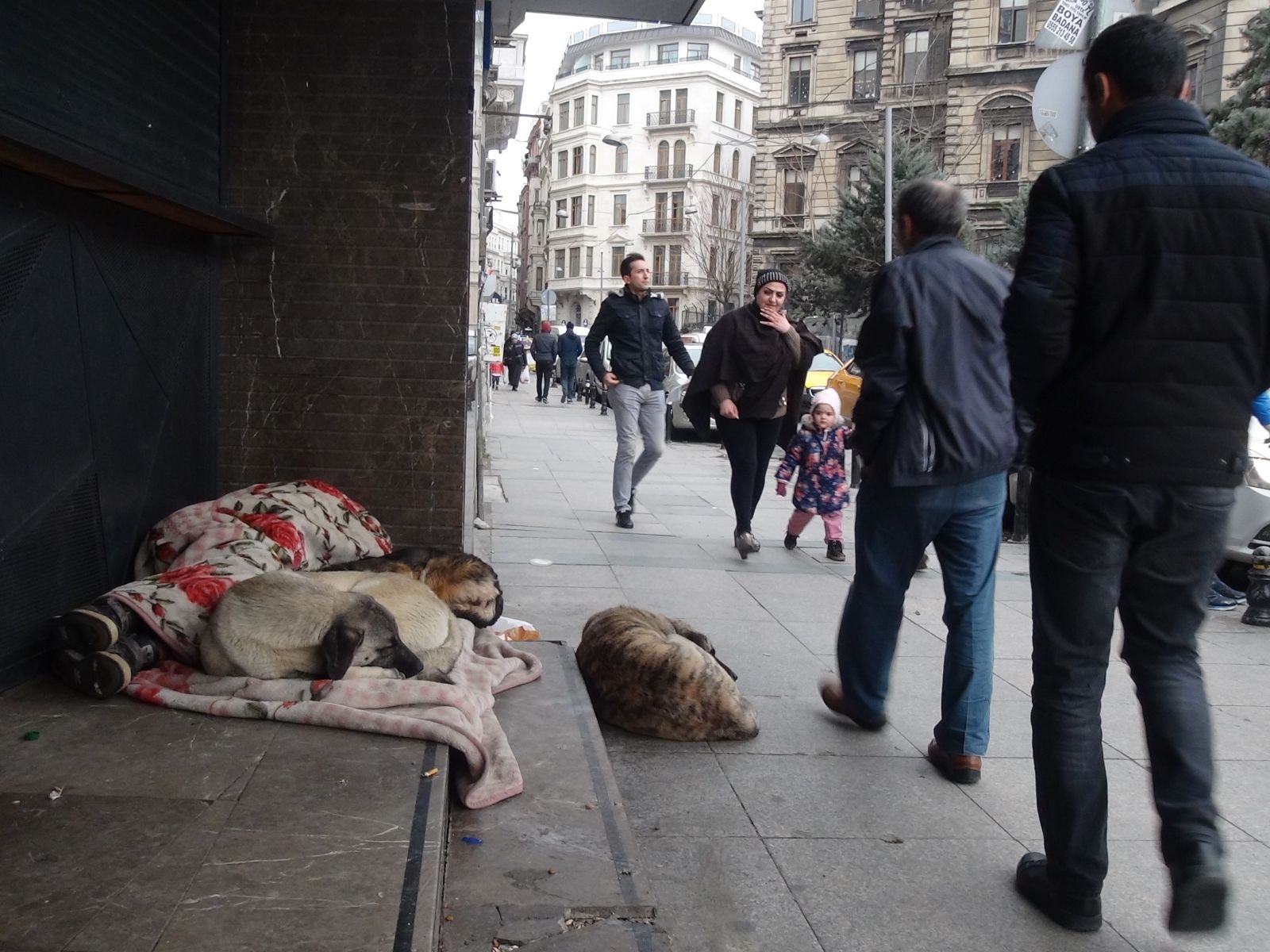 Taksim'de köpeklere insanlık dışı saldırı
