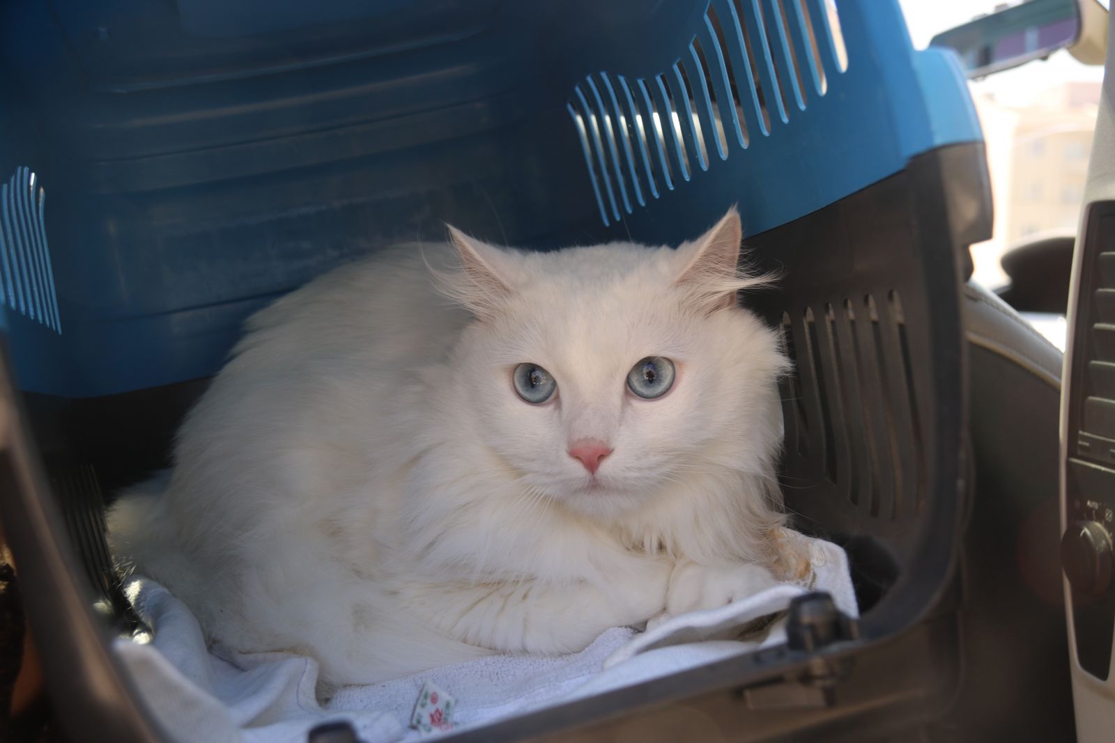 Alevlerin arasına dalıp evcil hayvanlarını kurtardılar