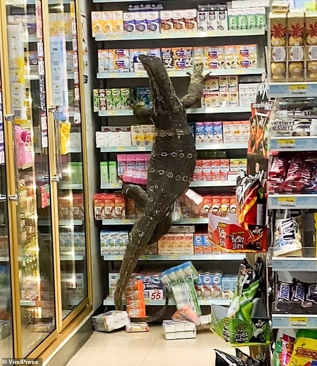 Markete giren dev kertenkele korkuttu