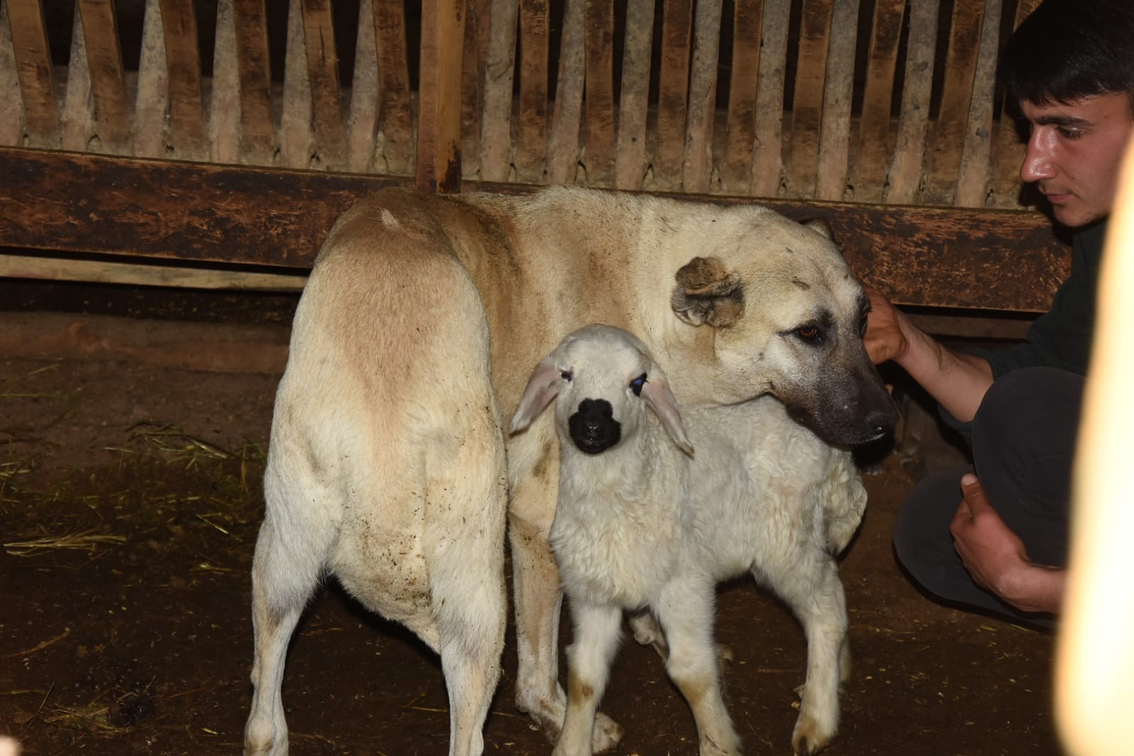 Bursa'da çoban köpeğinin kuzuyu emzirmesi görenleri şaşırtıyor
