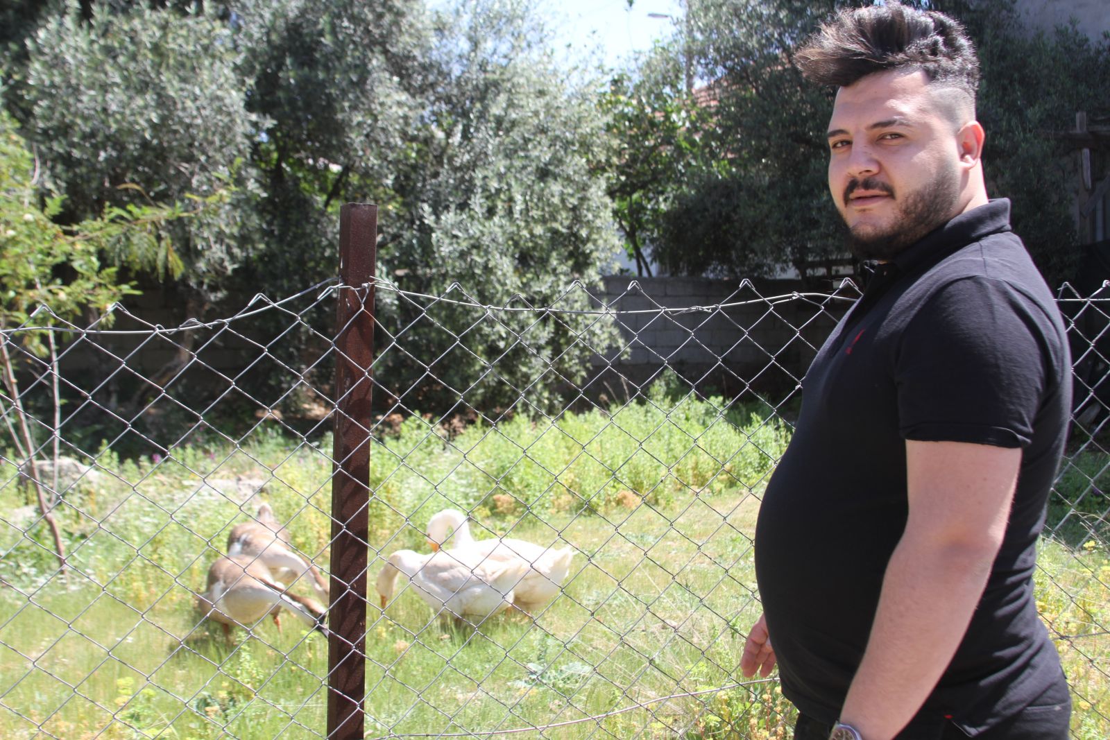 Beslediği kazların saldırısına uğrayıp yerlerde sürüklendi, kazları satışa çıkardı